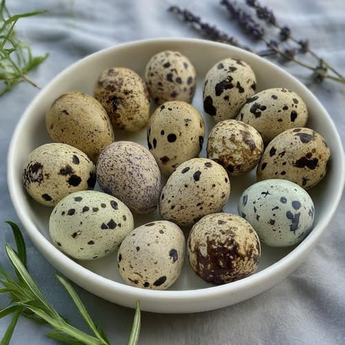 Coturnix Quail Fertile Hatching Eggs, 12 Count, Carefully Sourced and Selected for Quality, Ideal for Incubation and Sustainable Egg Hatching from Family Farms and Hatcheries picked daily fresh