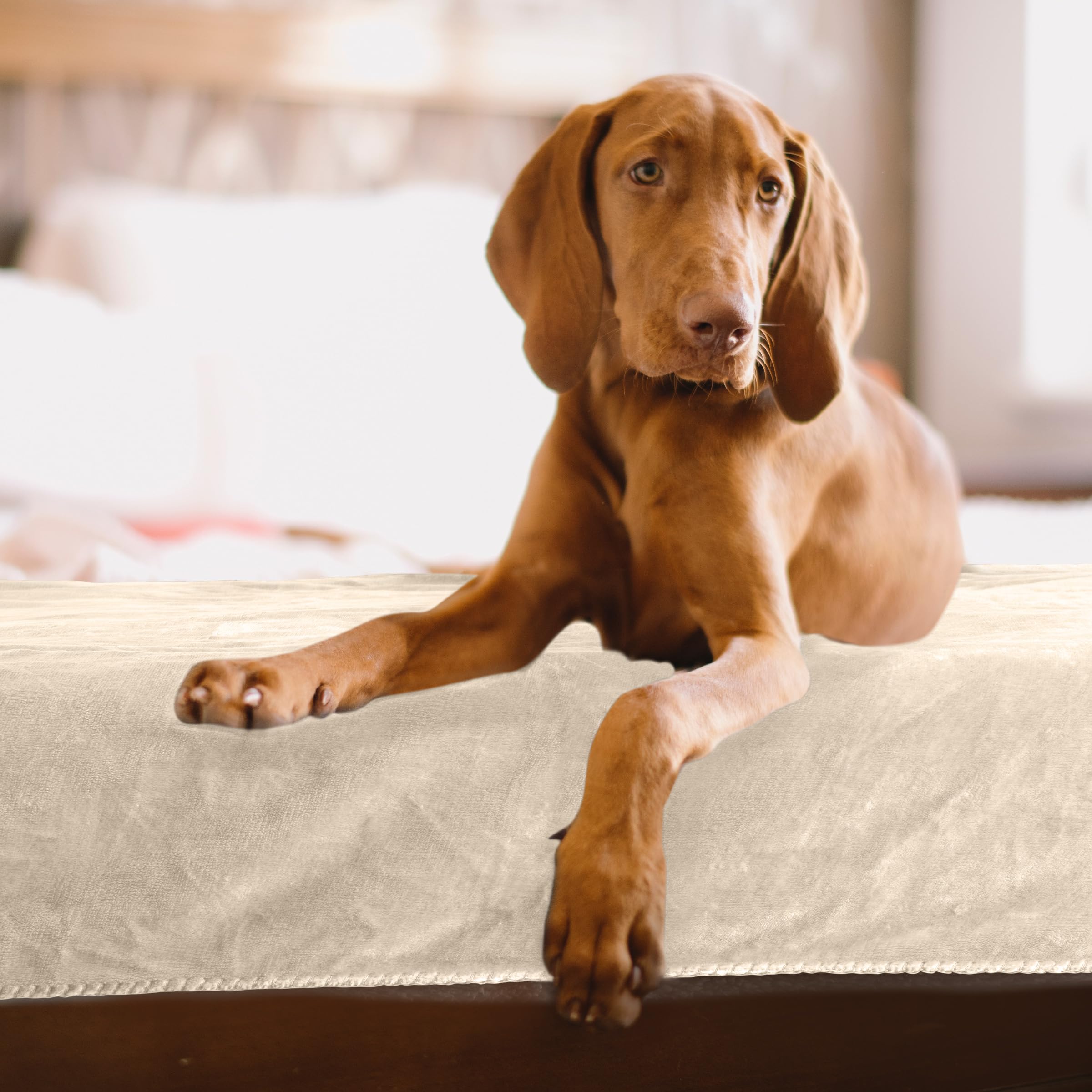 PETMAKER Dog Blanket - 80x100in Reversible Sherpa Blanket - Throw Blankets for Bed, Couch, Crate or Car - Machine Washable Puppy
