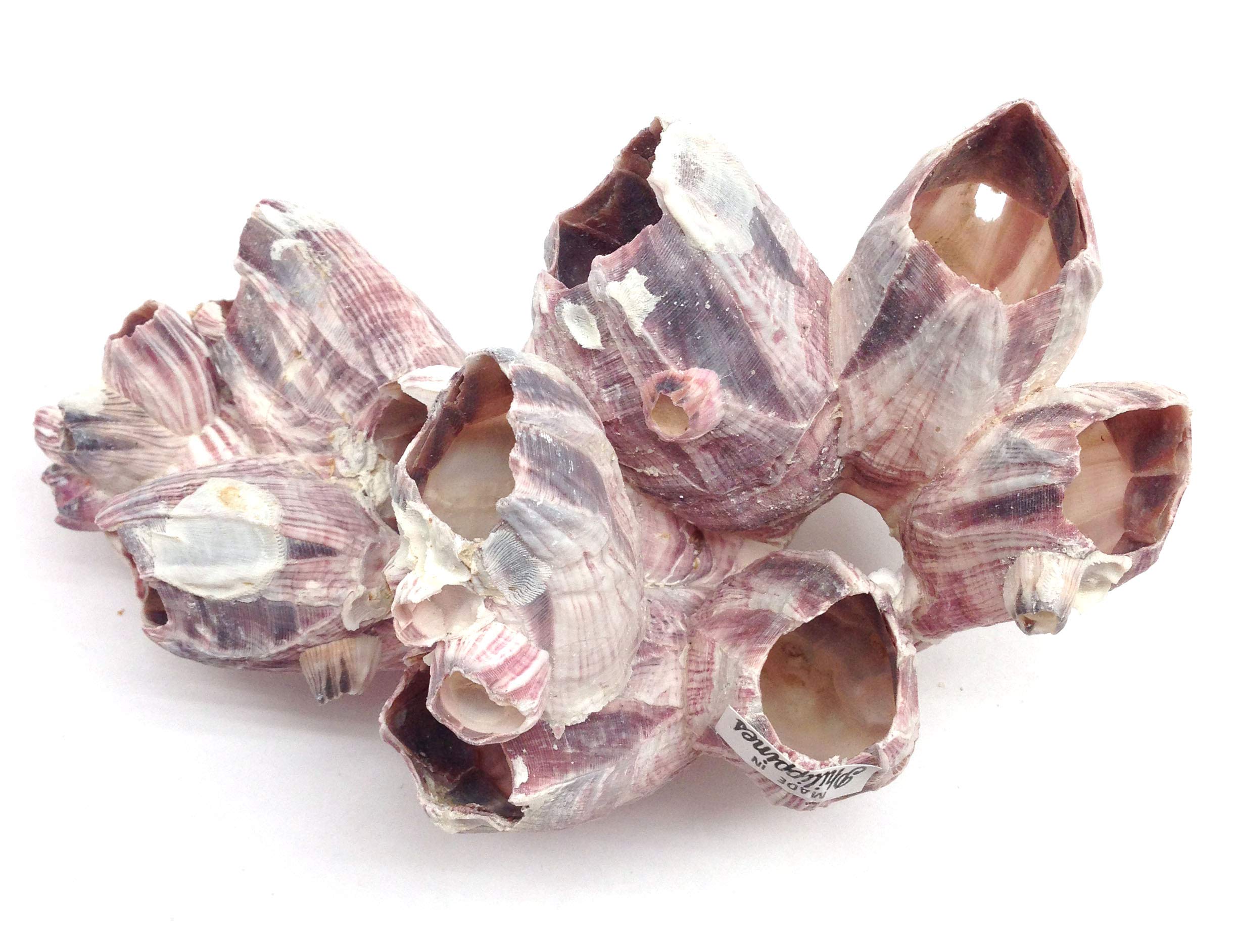 Pepperlonely Purple Barnacles Clusters For Saltwater Aquariums, 5 Inch ~ 7 Inch
