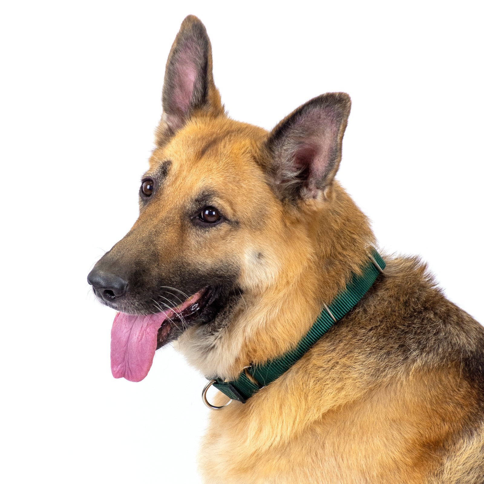 Country Brook Petz - Green Martingale Heavy Duty Nylon Dog Collar - 21 Vibrant Color Options (3/8 Inch Width, Mini)