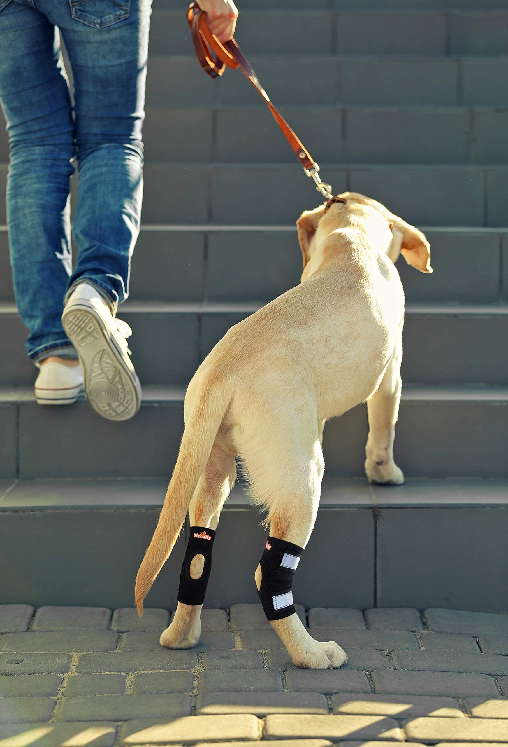 NeoAlly Cat and Dog Ankle Brace Pair Canine Rear Leg Hock Support with Safety Reflective Straps for Hind Leg Wounds Heal and Inj