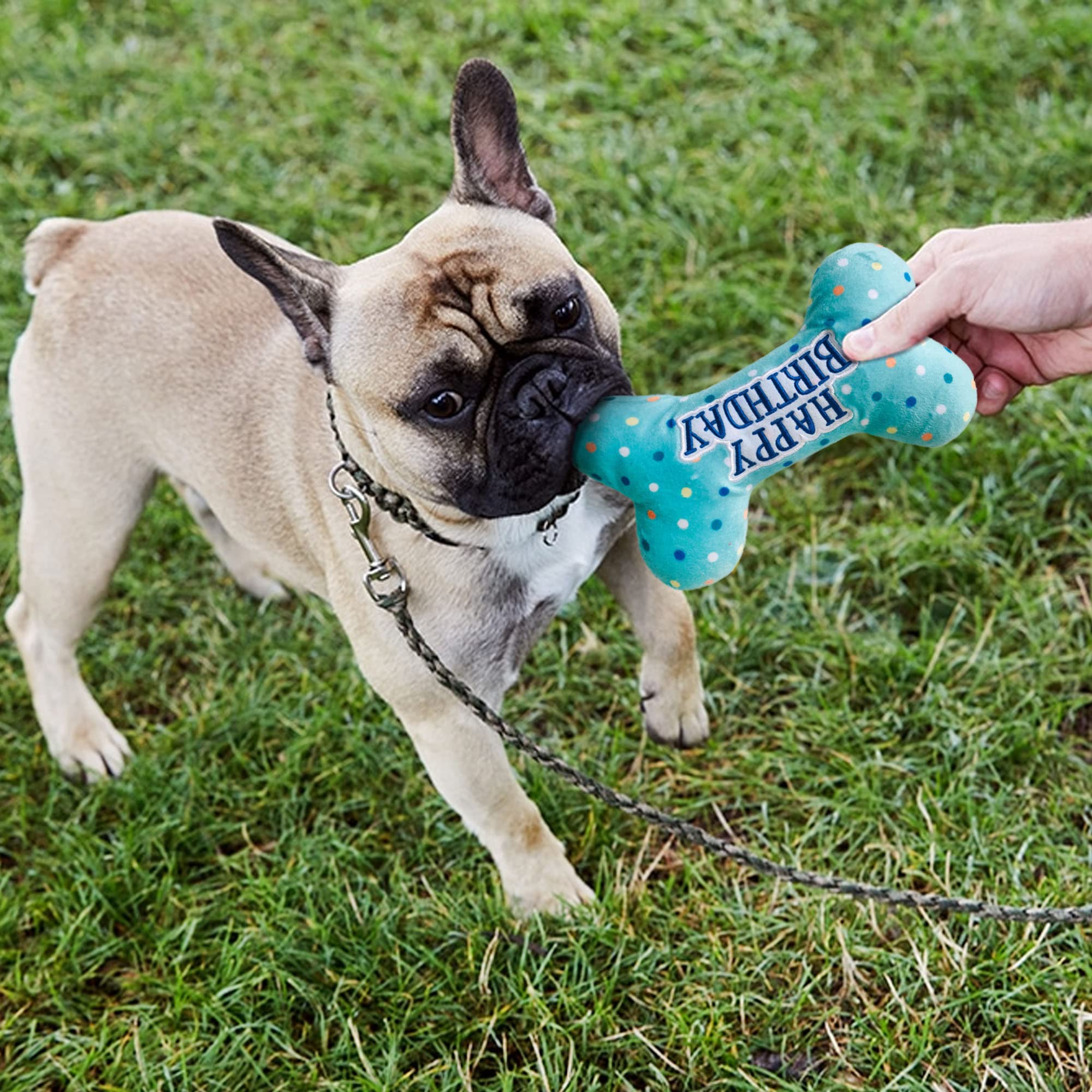Primepets Dog Birthday Toys, Plush Dog Squeaky Toys, Dog Birthday Party Supplies, Stuffed Dog Chew Toys For Small Medium Large Dogs (Bone)