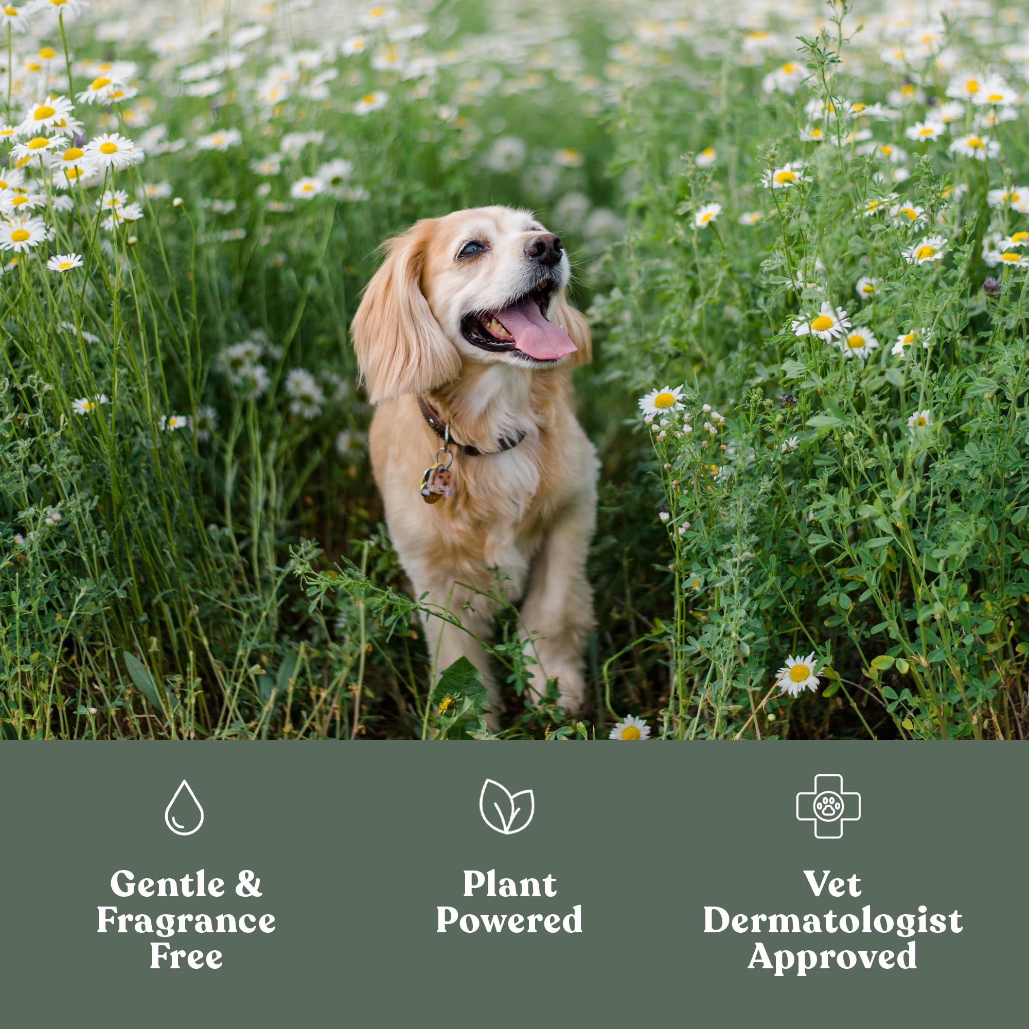 Dandylion Clean Paws No-Rinse Foaming Cleanser Refill - Gentle, Fragrance-Free, Ph-Balanced For Dogs, 10 Fl Oz
