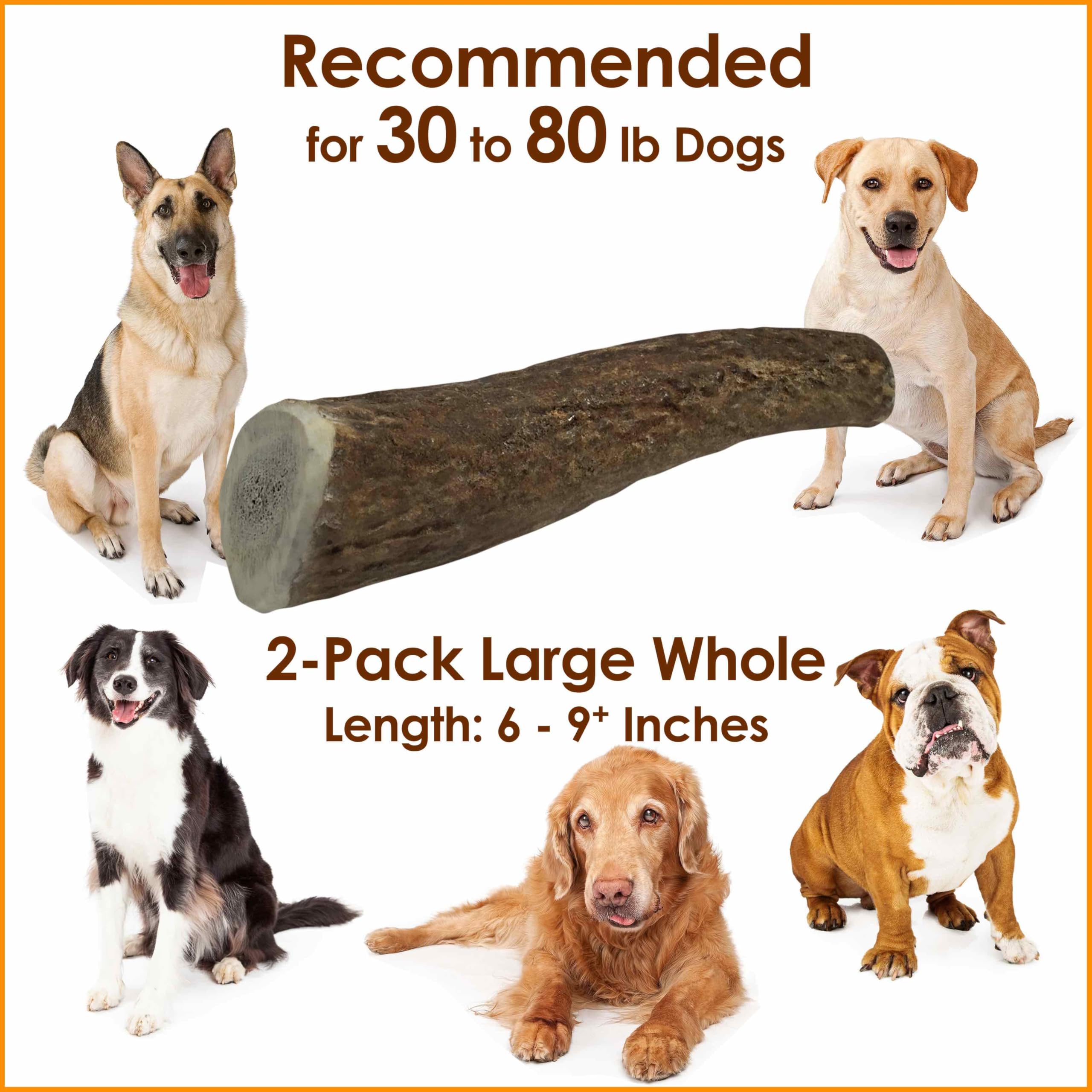 Deluxe Naturals 1-Pack Large Whole Elk Antler Dog Chews (6 to 9+ in) - Long Lasting Natural Dog Bones for Medium to Large Dogs (