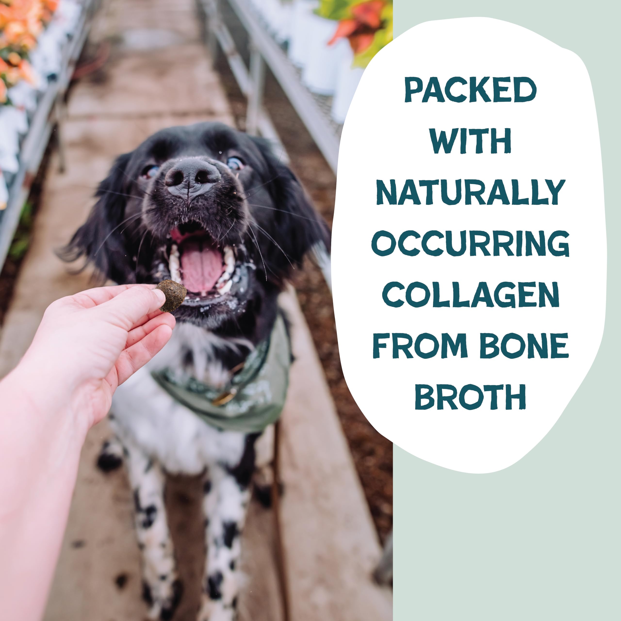 Shameless Pets Dog Training Treats, Bone Broth Bits- Natural & Healthy Puppy Treats - Soft Training Treats with Naturally Occurr