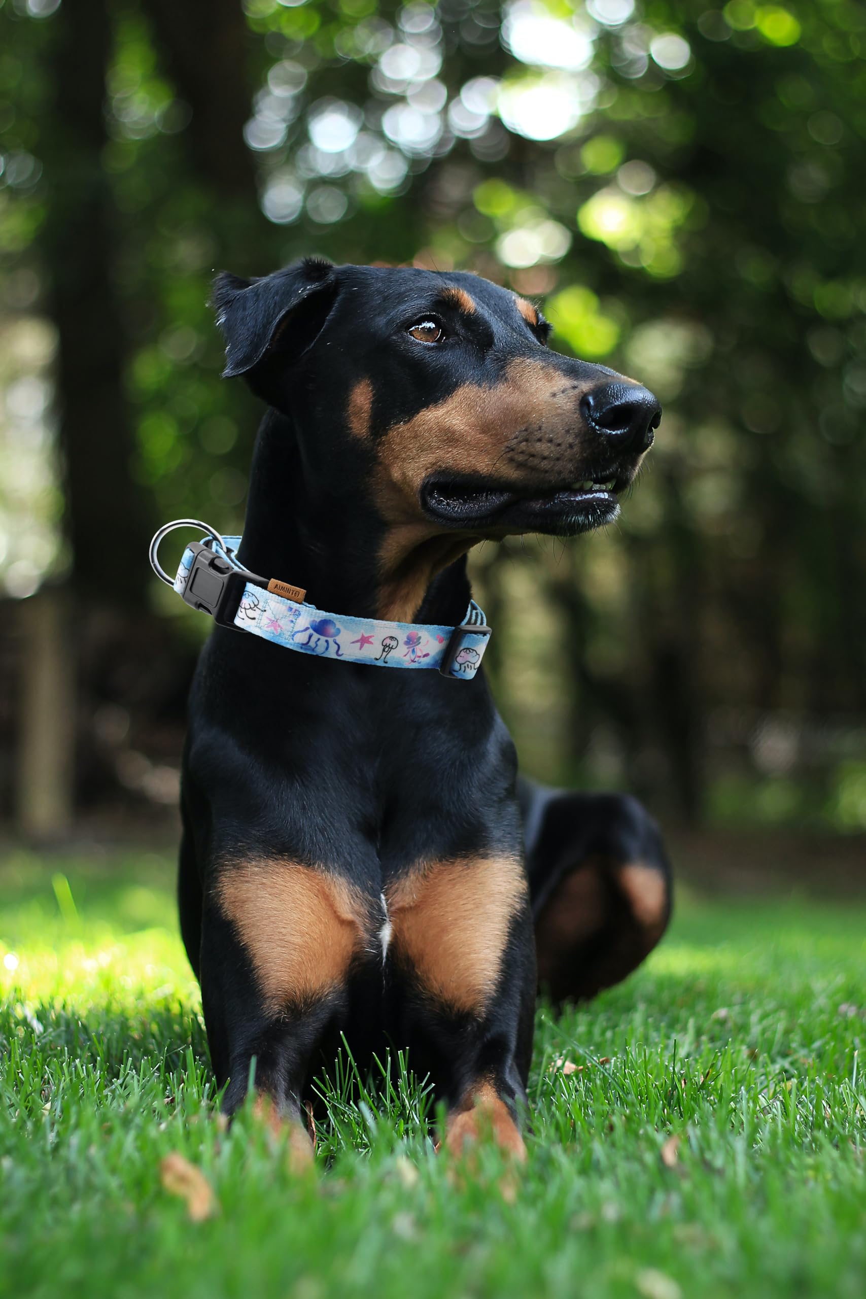 Aiminto Dog Collar, Cute Jellyfish In Ocean Pattern, Neoprene Padded And Adjustable Collar With Quick Release Buckle, Reinforced