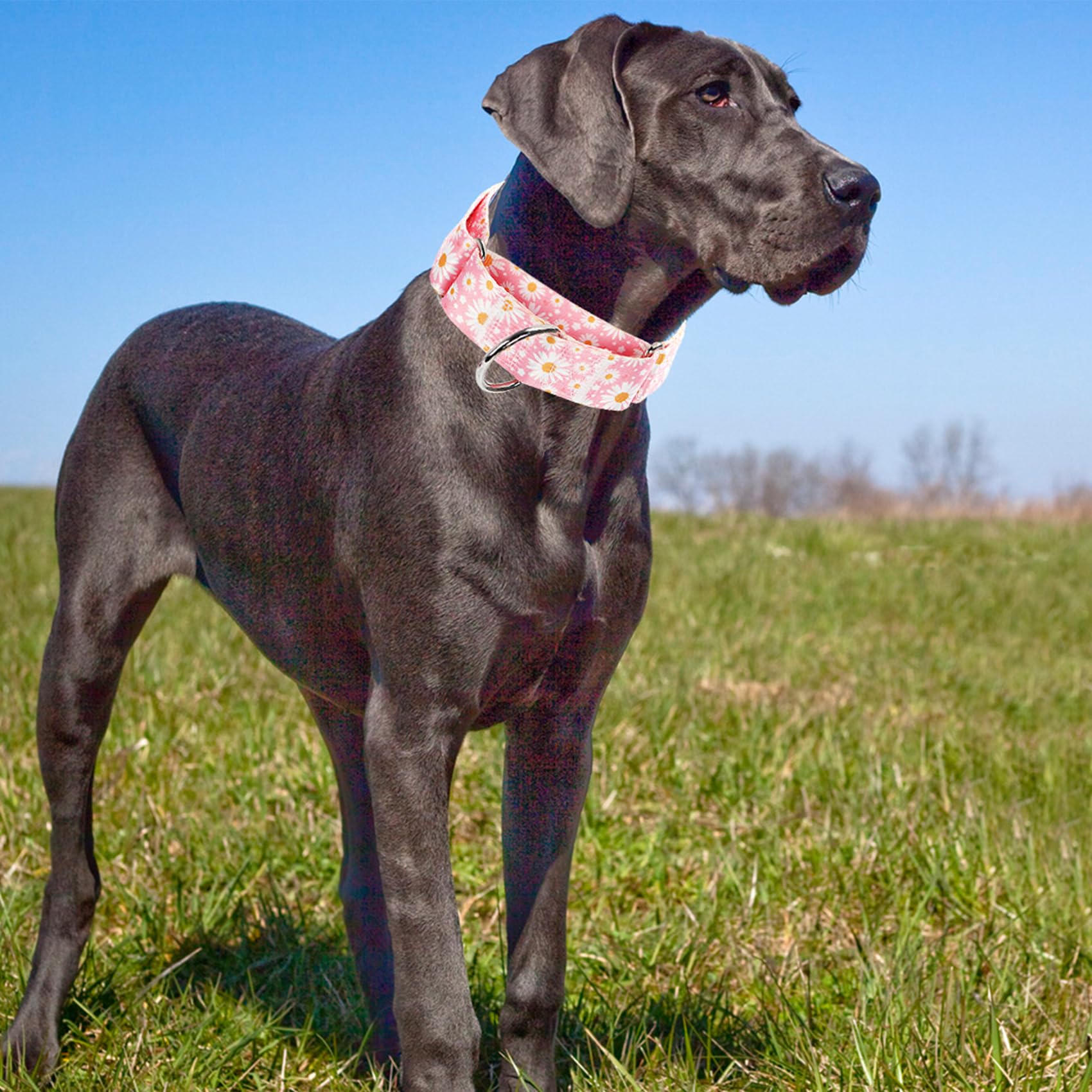Wide Martingale Collar For Dogs -1.5 Inch Dog Training Collar -Big&Thick Dog Collar - Escape-Proof,Durable And Comfortable - Pin