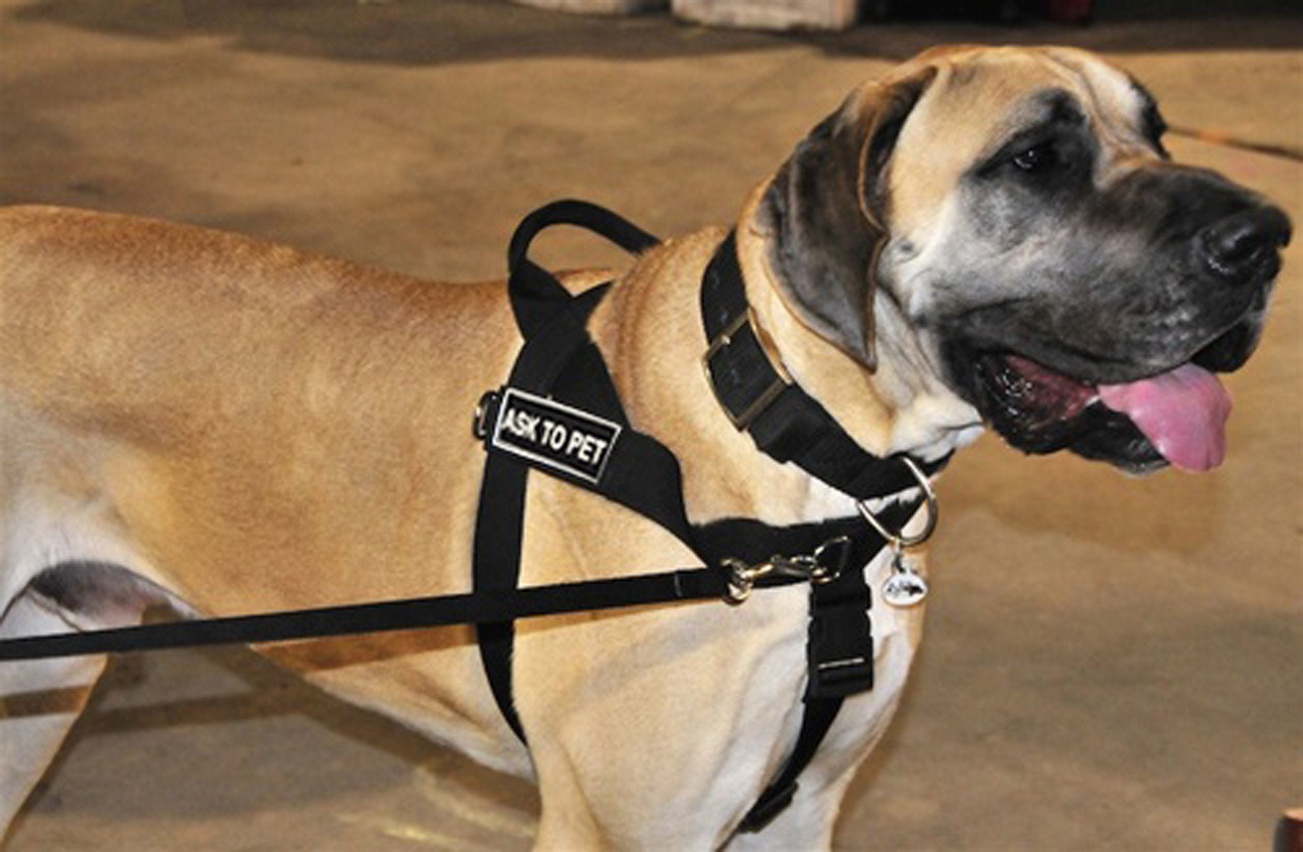 DT Universal No Pull Dog Harness, Ask To Pet, Black, X-Small, Fits Girth Size: 21-Inch to 25-Inch
