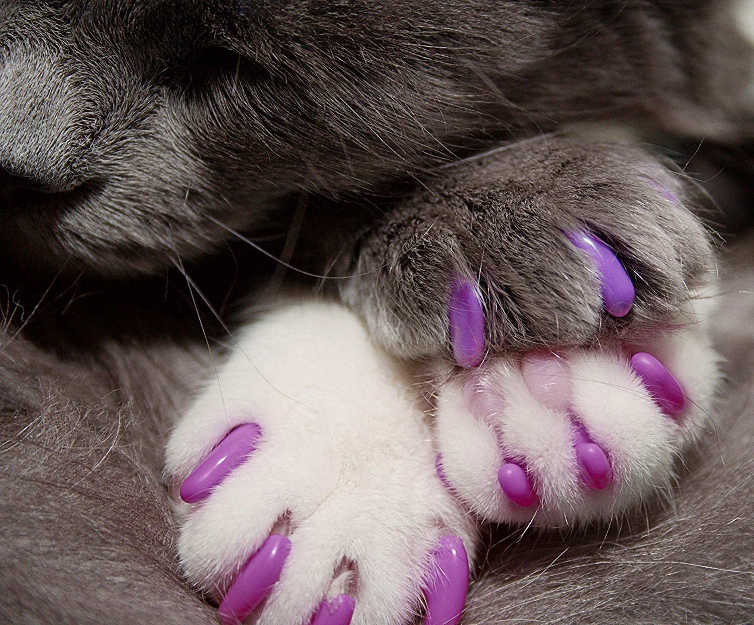 Kitty Caps Nail Caps for Cats | Safe, Stylish & Humane Alternative to Declawing | Stops Snags and Scratches, Medium (9-13 lbs),
