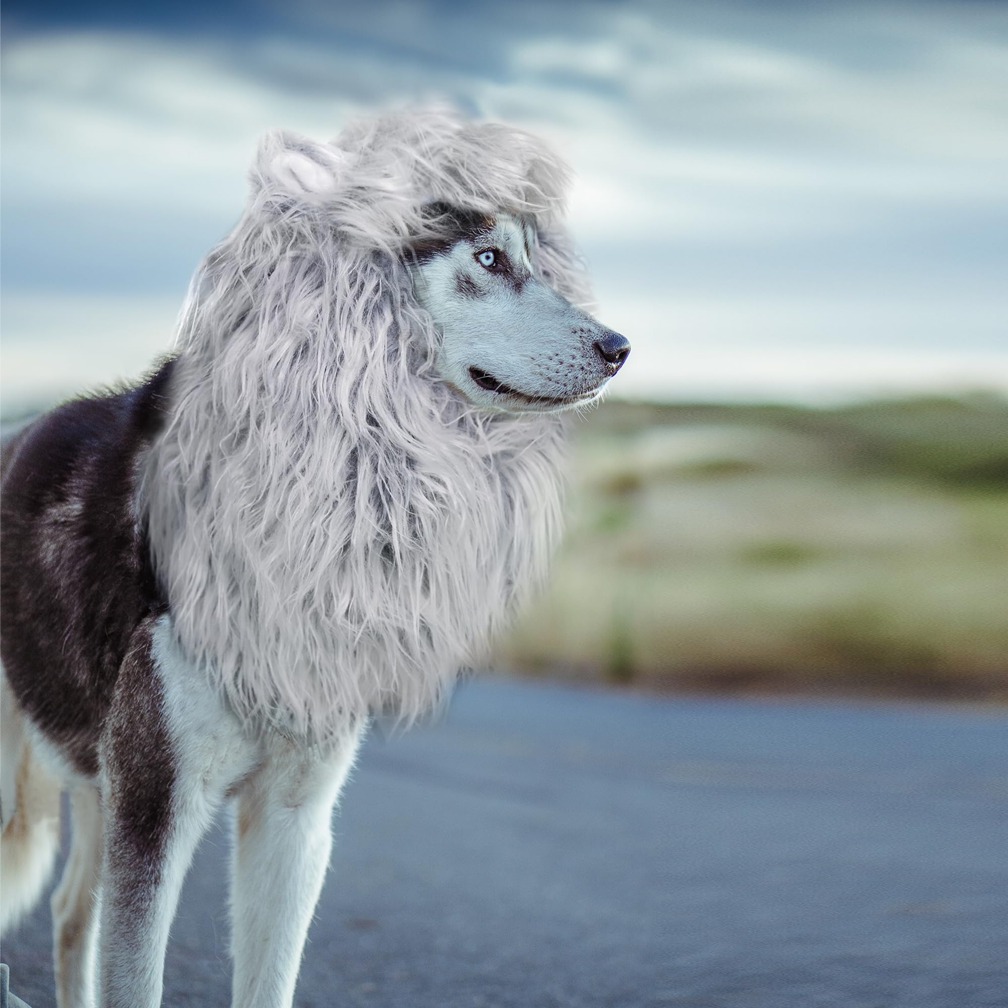 Onmygogo Lion Mane Wig For Dogs With Ears, Funny Pet Costumes For Halloween Christmas (Size L, Grey With White)