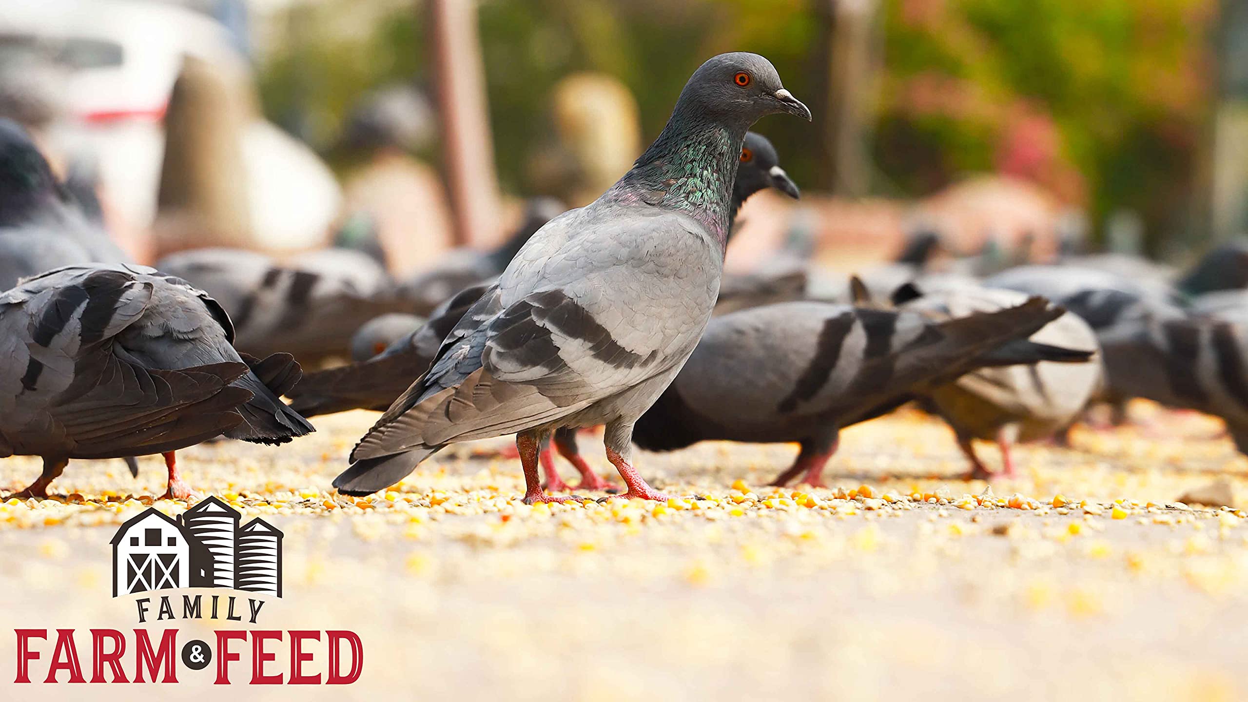 FAMILY FARM AND FEED | Four Seasons | in Shell Peanuts | Wild Bird Food | Backyard Songbird | 2 Pounds