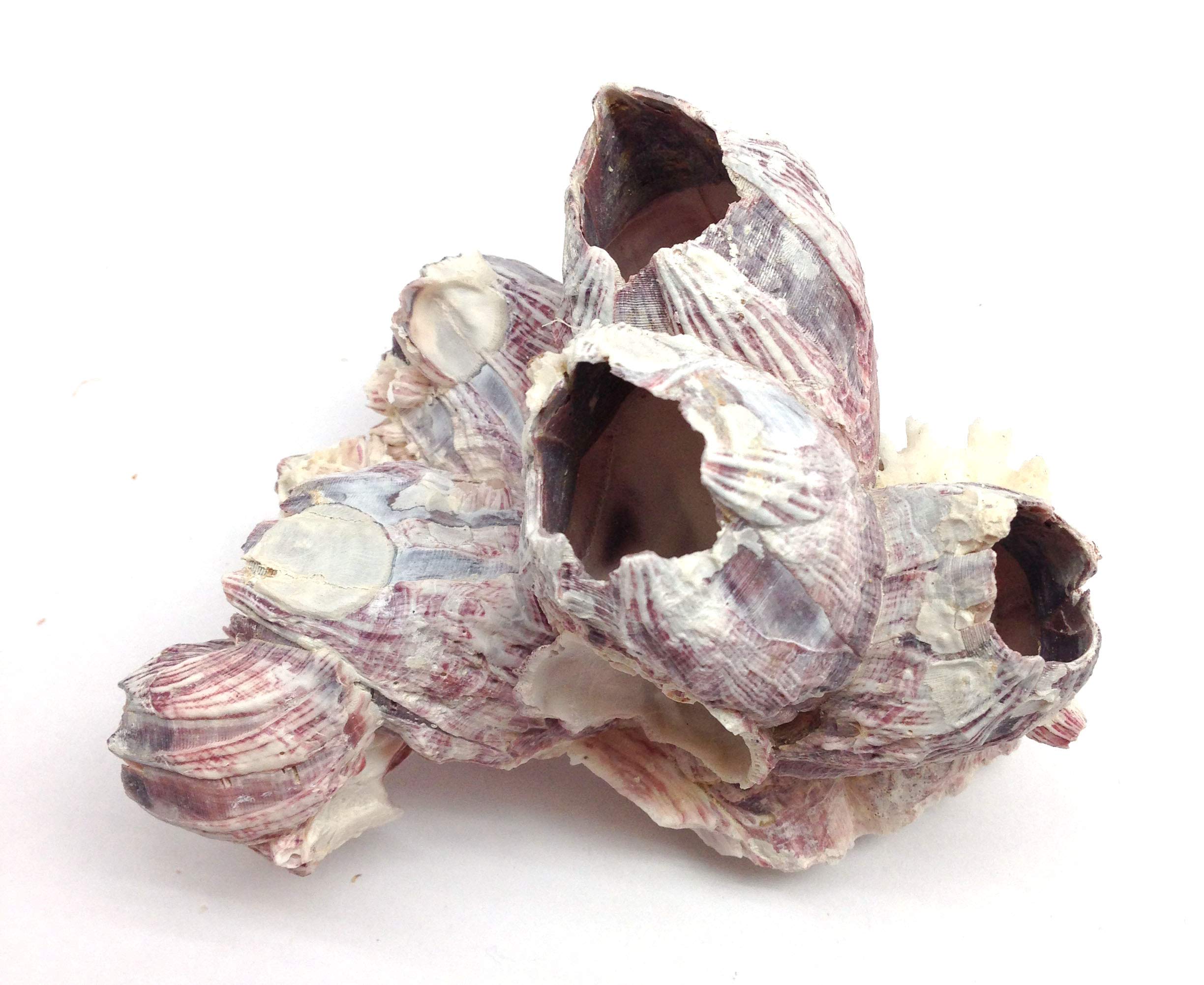 Pepperlonely Purple Barnacles Clusters For Saltwater Aquariums, 5 Inch ~ 7 Inch