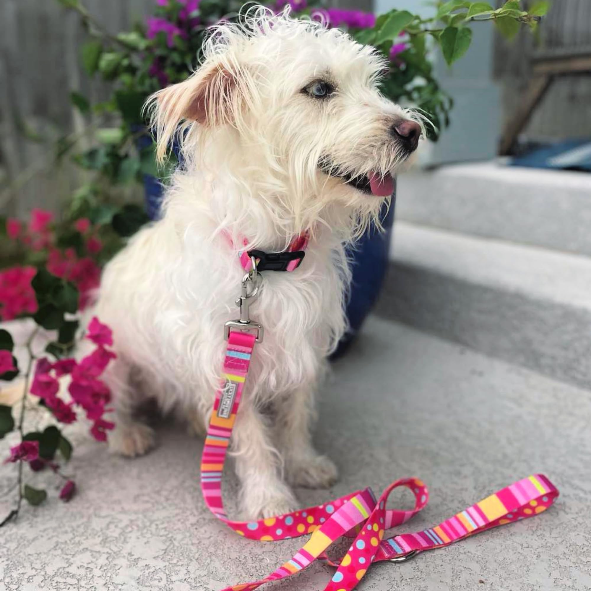 Lucky Love Dog Leash - Colorful Stripes, Pink, Blue - Cute Female Dog Leash - Small, Molly
