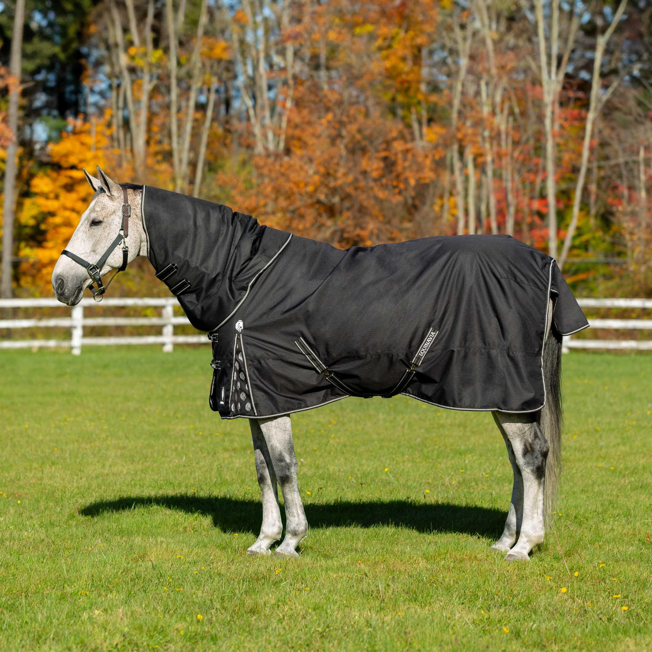 Equinavia Norse 200G Medium Weight Horse Blanket | Waterproof Winter Turnout - Black - 66 In - Black - 84 In