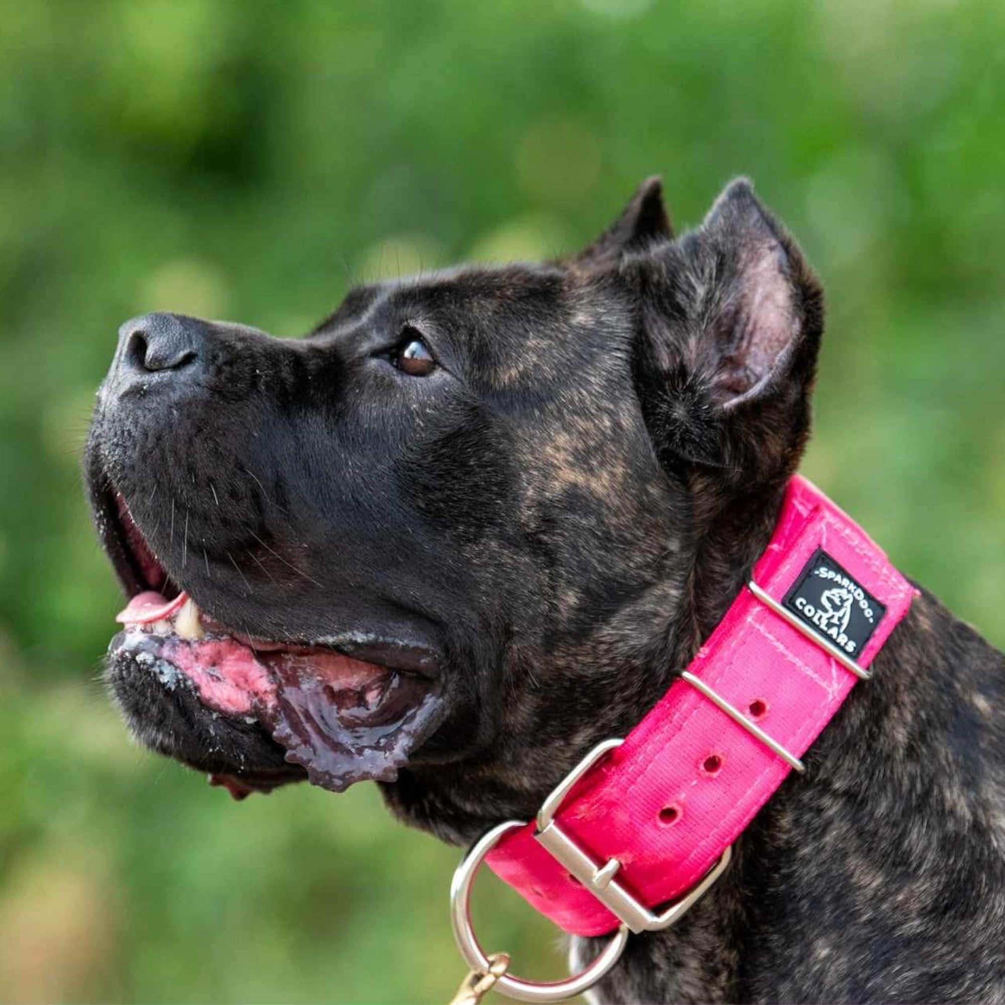 Sparkdog Collars Working Dog Collar - 2' Wide Dog Collar, 4Ply Polyester Seatbelt Webbing, Heavy Duty Stainless Steel Welded Ha