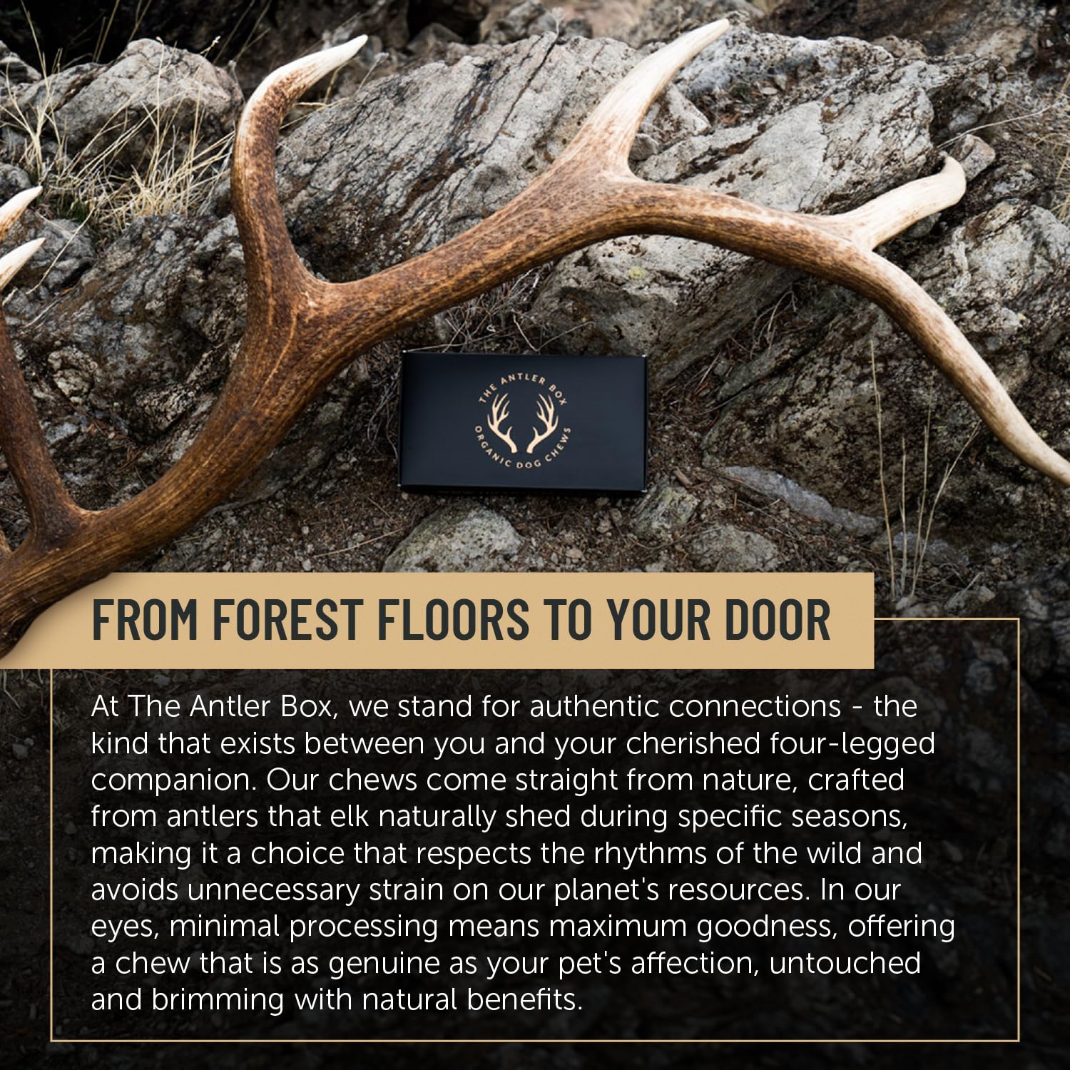 The Antler Box Premium Elk Antler Dog Chews (1 Pound Box) (Large (3 Pieces) Whole Only)