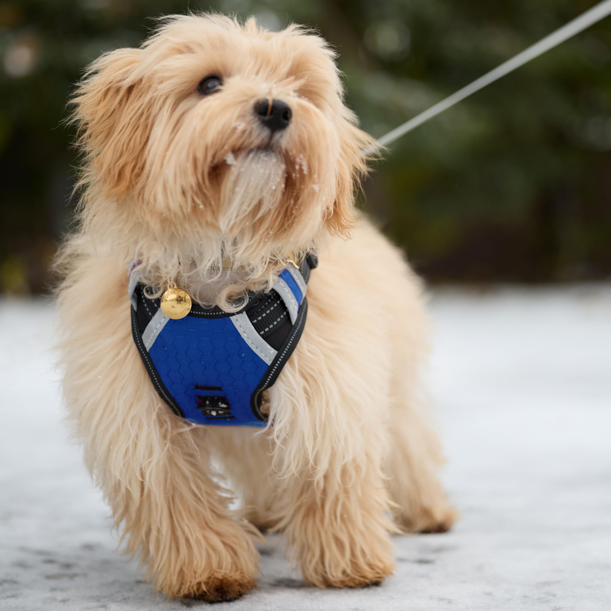 Espawda Padded Comfort Harness With No Pull Design For Small Dogs, Medium Dogs And Big Dogs (X-Large, Capri Blue)