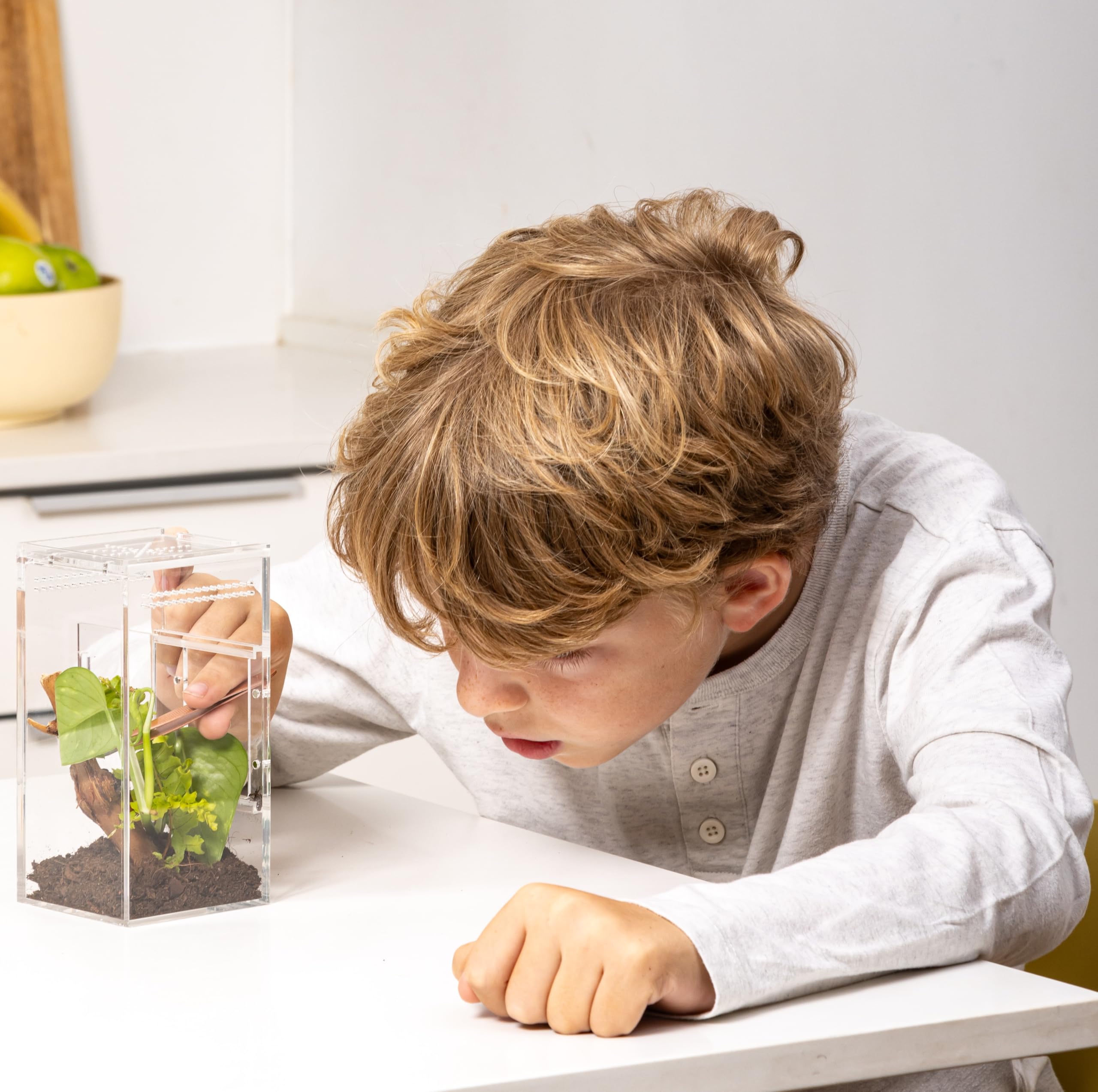 Jumping Spider Enclosure, Praying Mantis Habitat, Insect Terrarium, Bug Enclosure, Spider Cage, Jumping Spider Habitat, Spider T