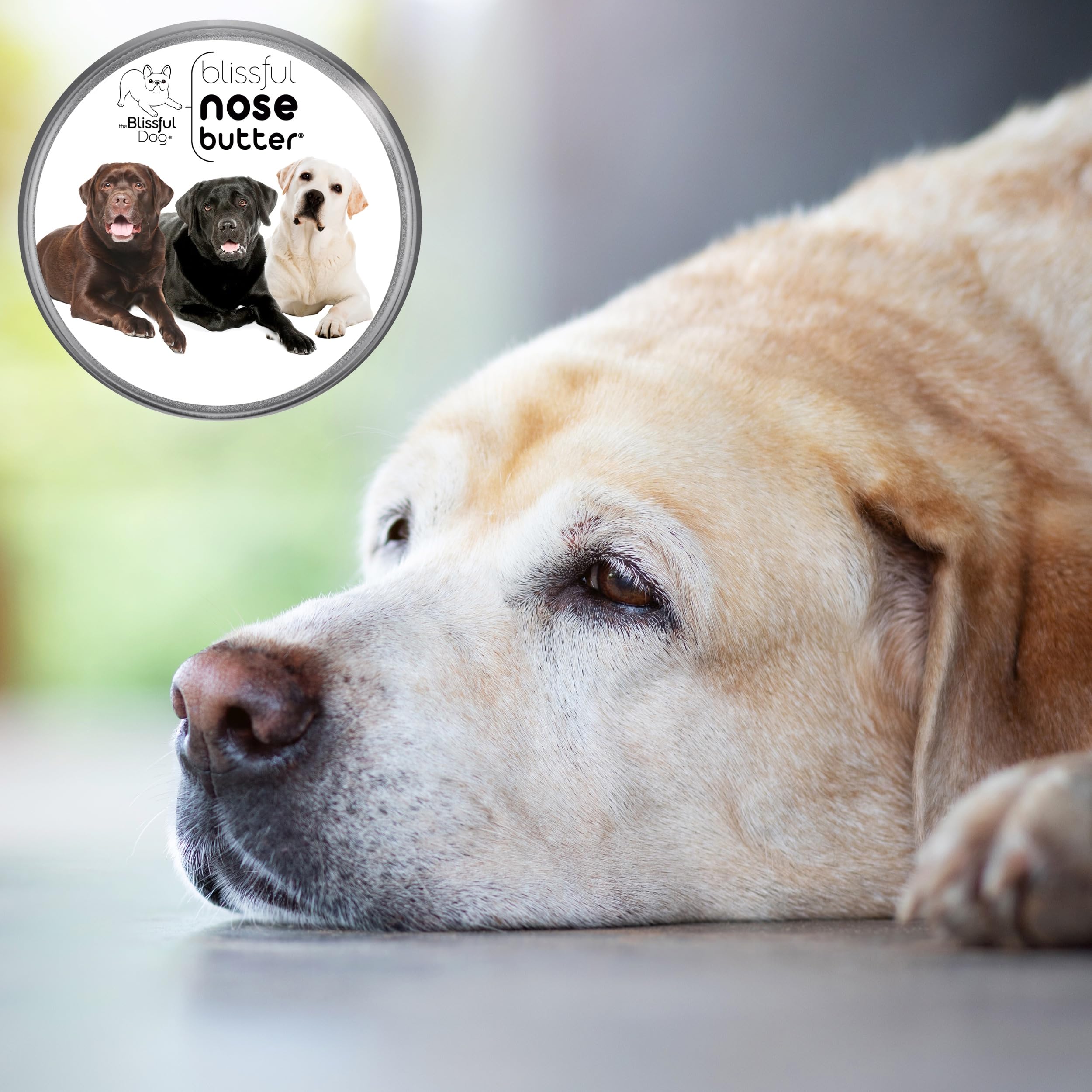 The Blissful Dog Labrador Retriever Nose Butter, Versatile Dog Nose Balm for Dry Nose, Handcrafted Nose Moisturizer, Easy-to-App
