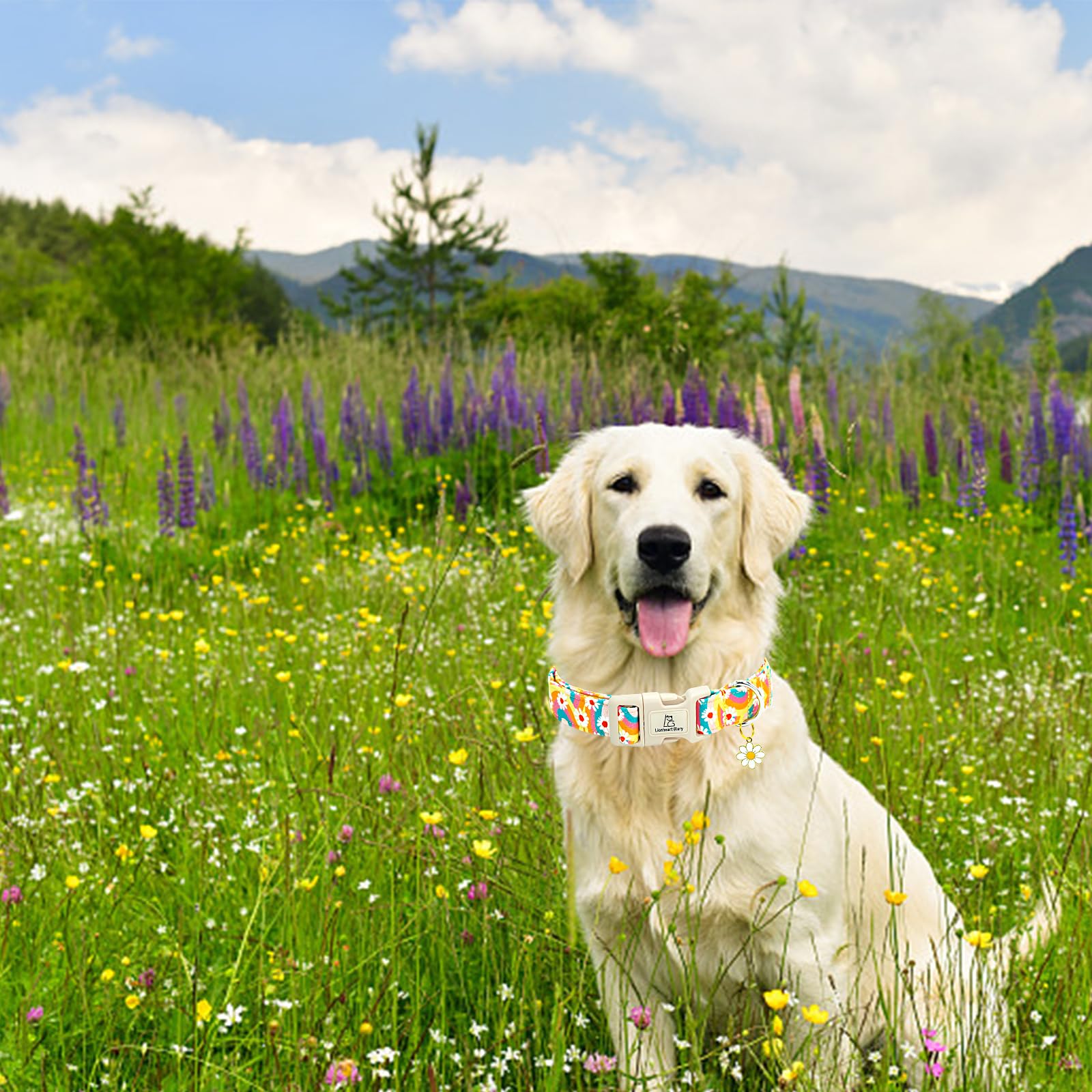 Lionheart Glory Dog Collar-Sunflower Pattern Dog Collar Cute Colorful Dog Collars Heavy Duty Adjustable Collars For Large Dogs P
