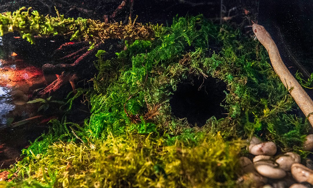 Galápagos (05348) Mossy Cave Hide, 6', Green Sphagnum