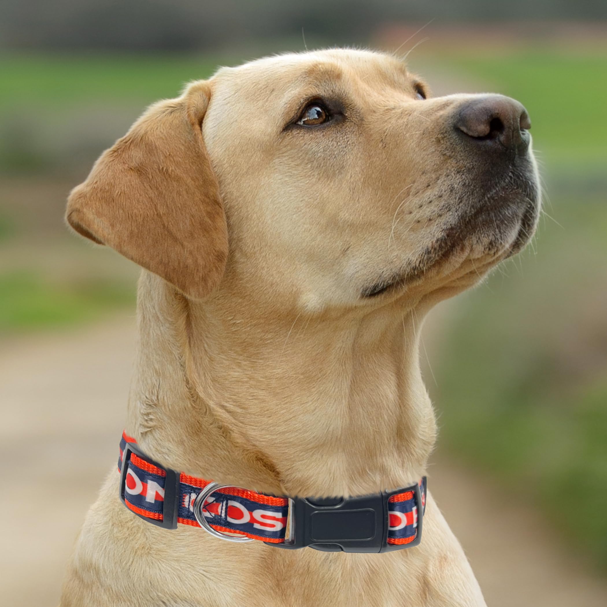 Pets First NFL Denver Broncos Licensed PET COLLAR, Medium - Heavy-Duty, Strong, and Durable Dog Collar. Available in 31 Football