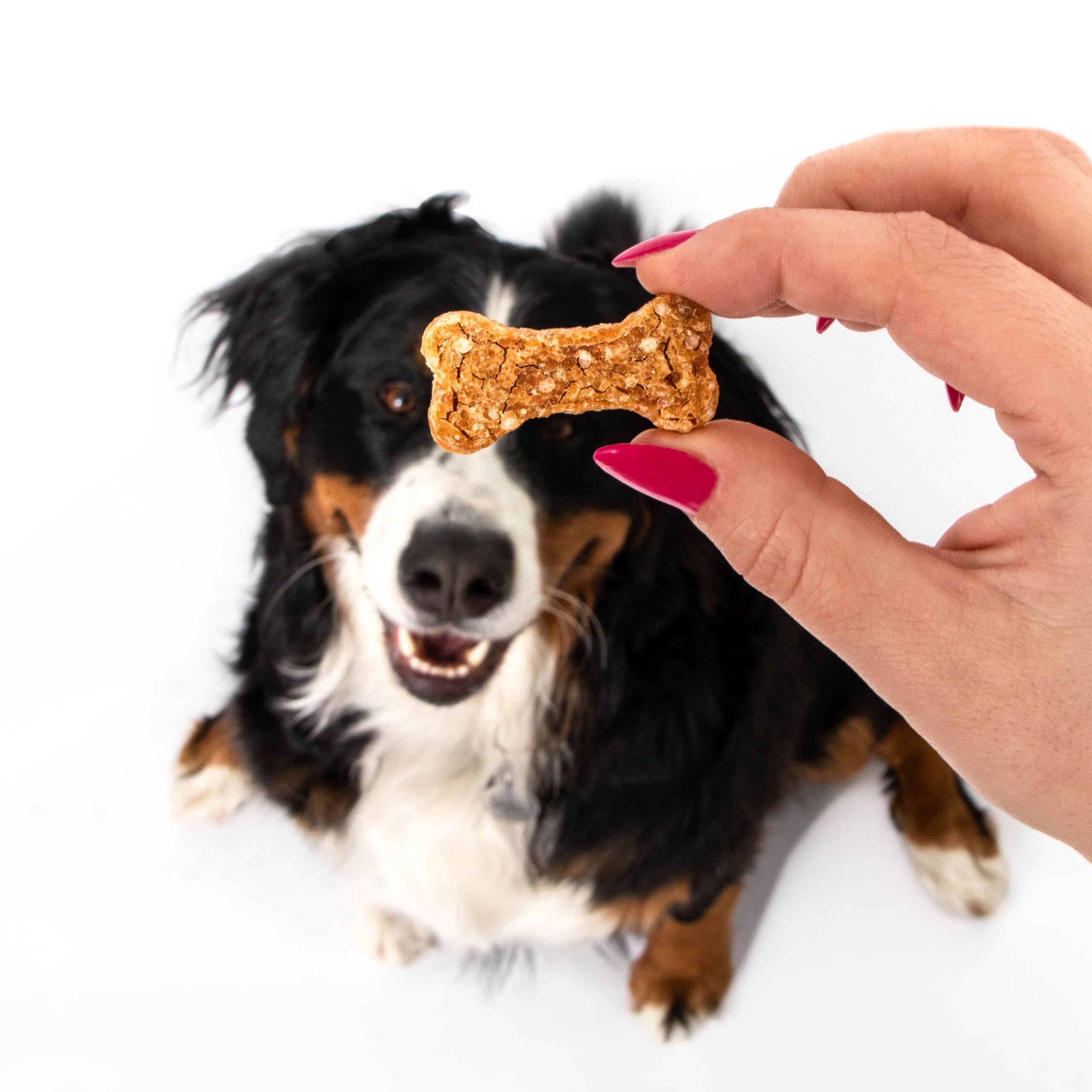 Polkadog Chicken Littles Bone Shaped Dog Treats - Crunchy, All Natural, Limited Ingredient Healthy Treats. Handcrafted & Made in