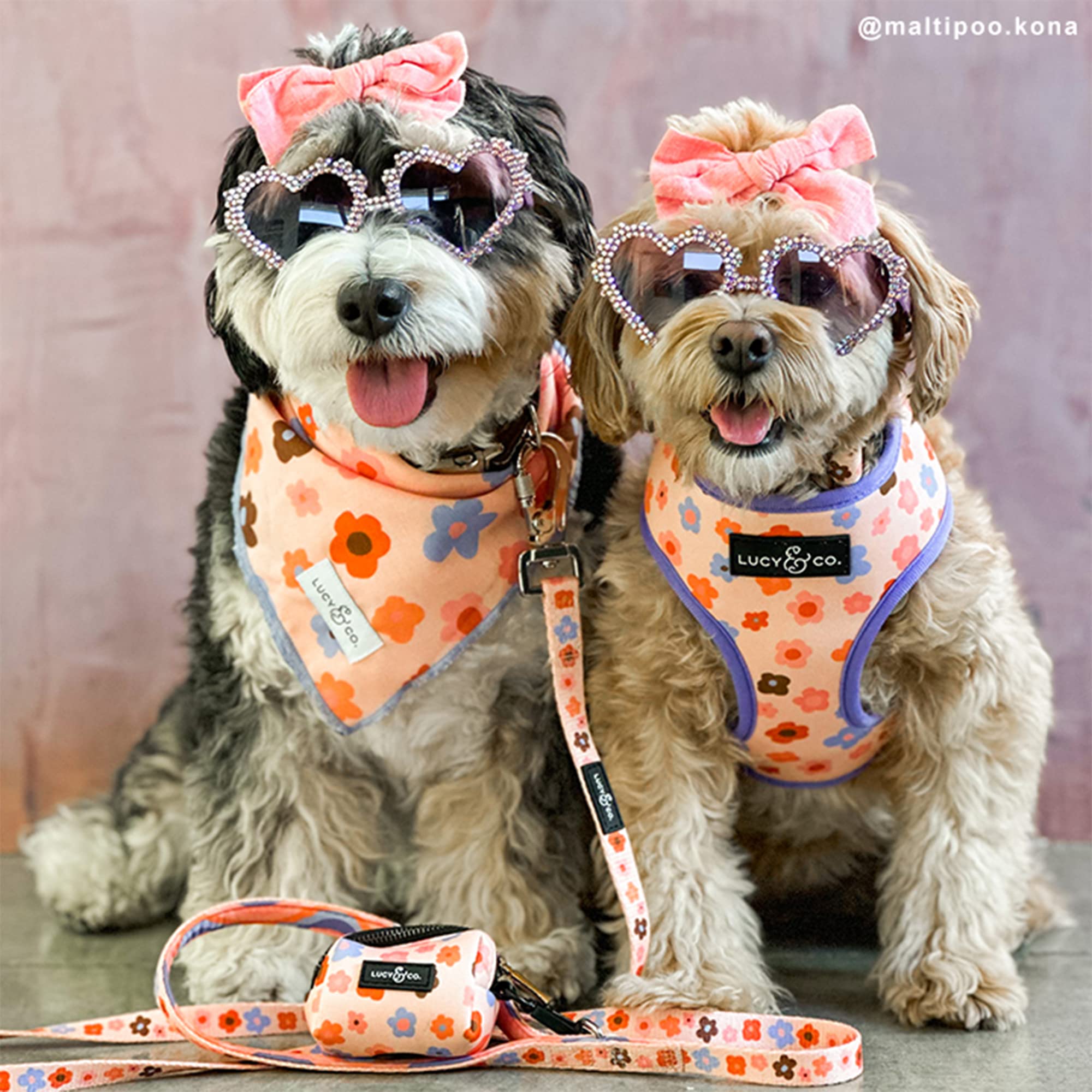 Lucy & Co. Let'S Groove Bandana - Durable Comfortable Dog Bandana - Machine Washable - Designer Puppy Accessory - Large Purple C