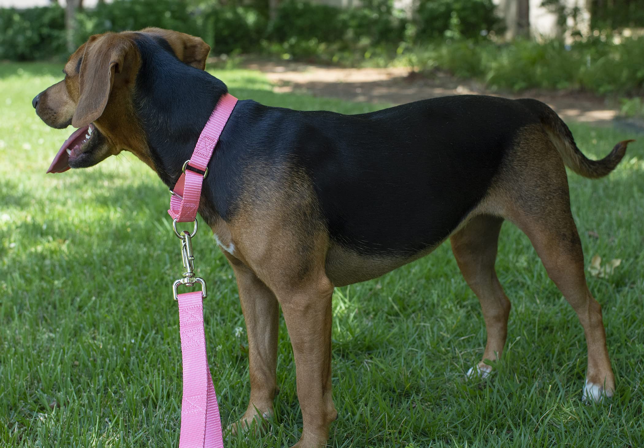 Country Brook Design - Pink Martingale Heavy Duty Nylon Dog Collar - 21 Vibrant Color Options (1 Inch Width, Medium)