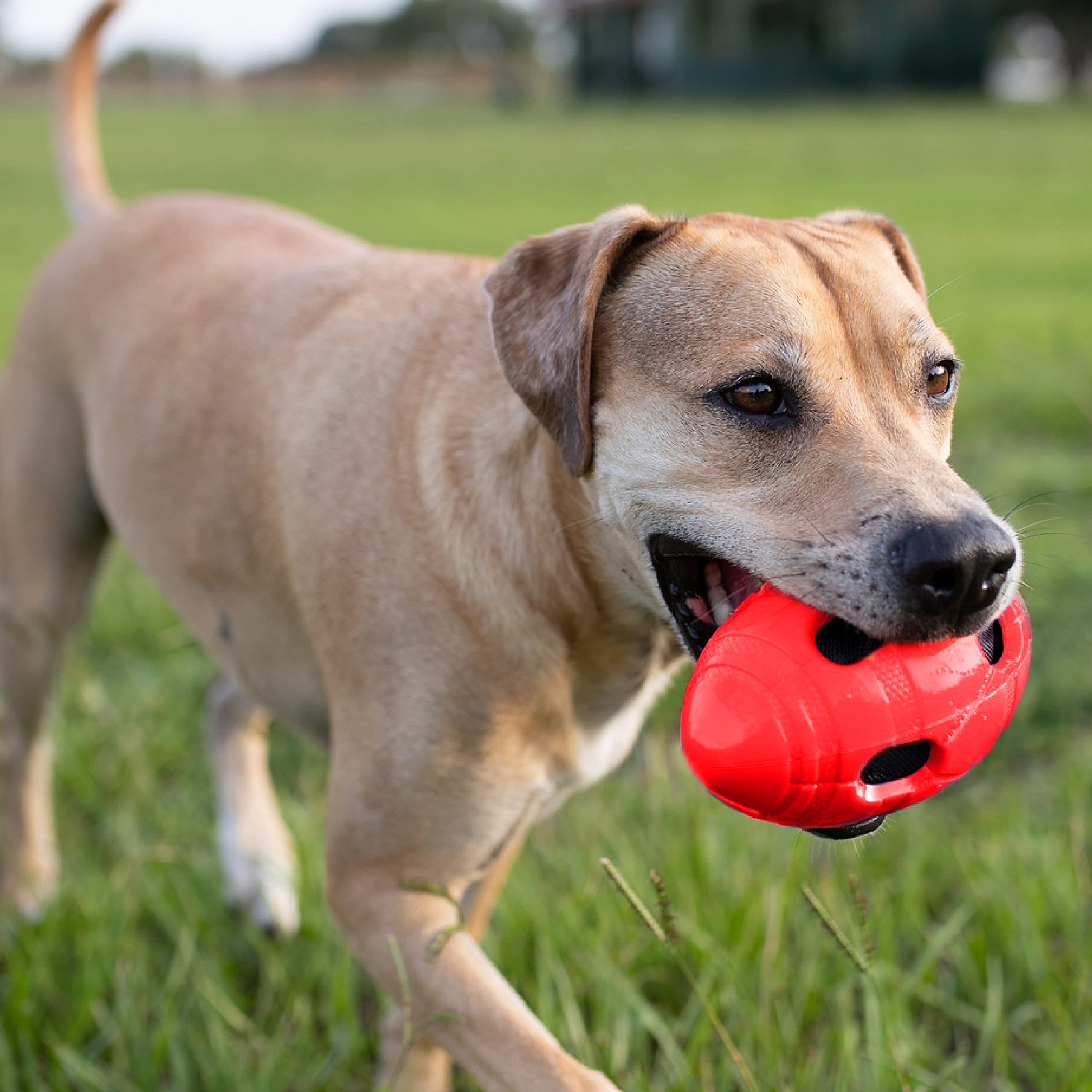 Nerf Dog Rubber Football Toy, Interactive Squeaker, Durable TPR, 6" for Medium/Large Breeds, Red