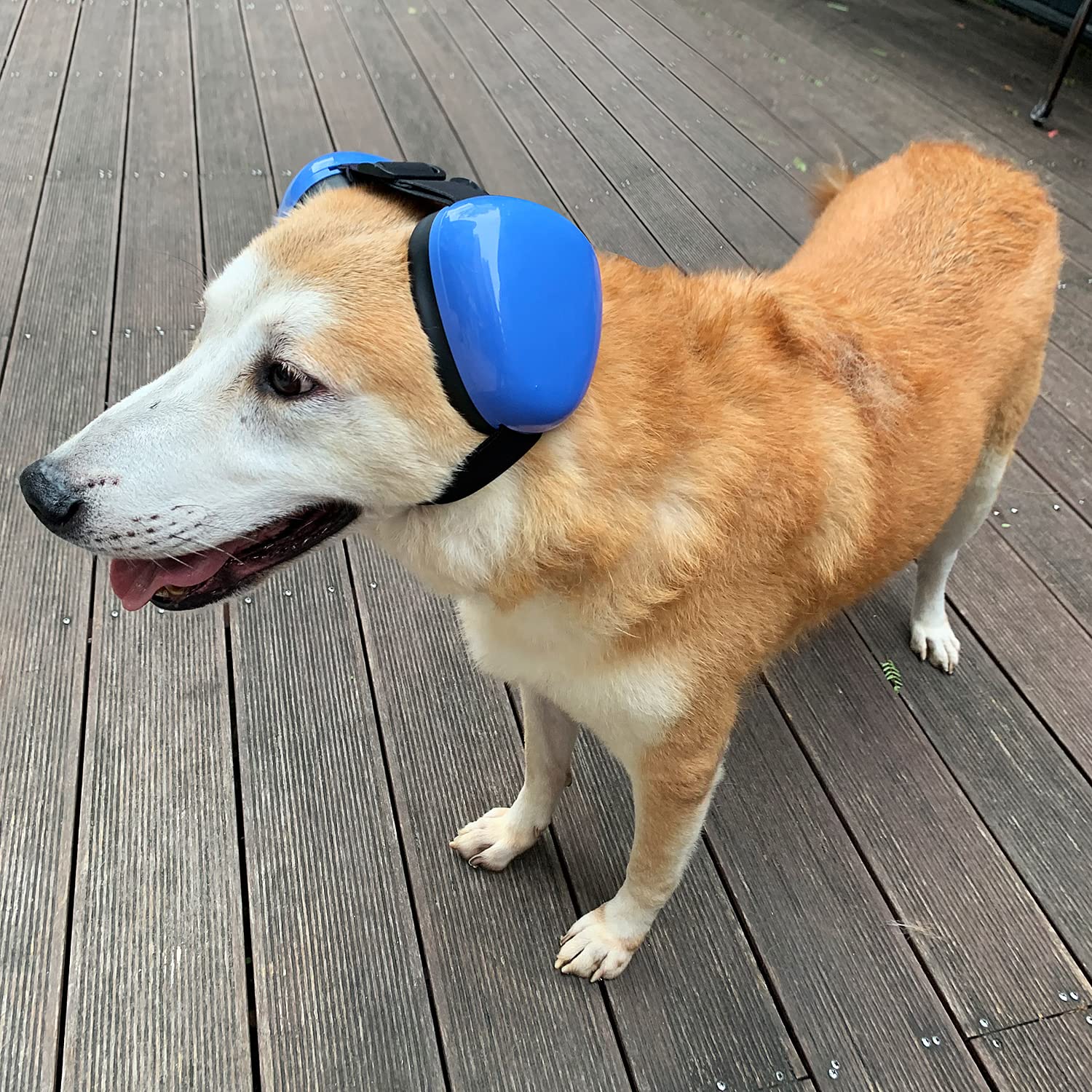 Deryep Dog Earmuffs For Hearing Protection 29Db Nrr Ear Muffs Noise Protection (Medium, White)