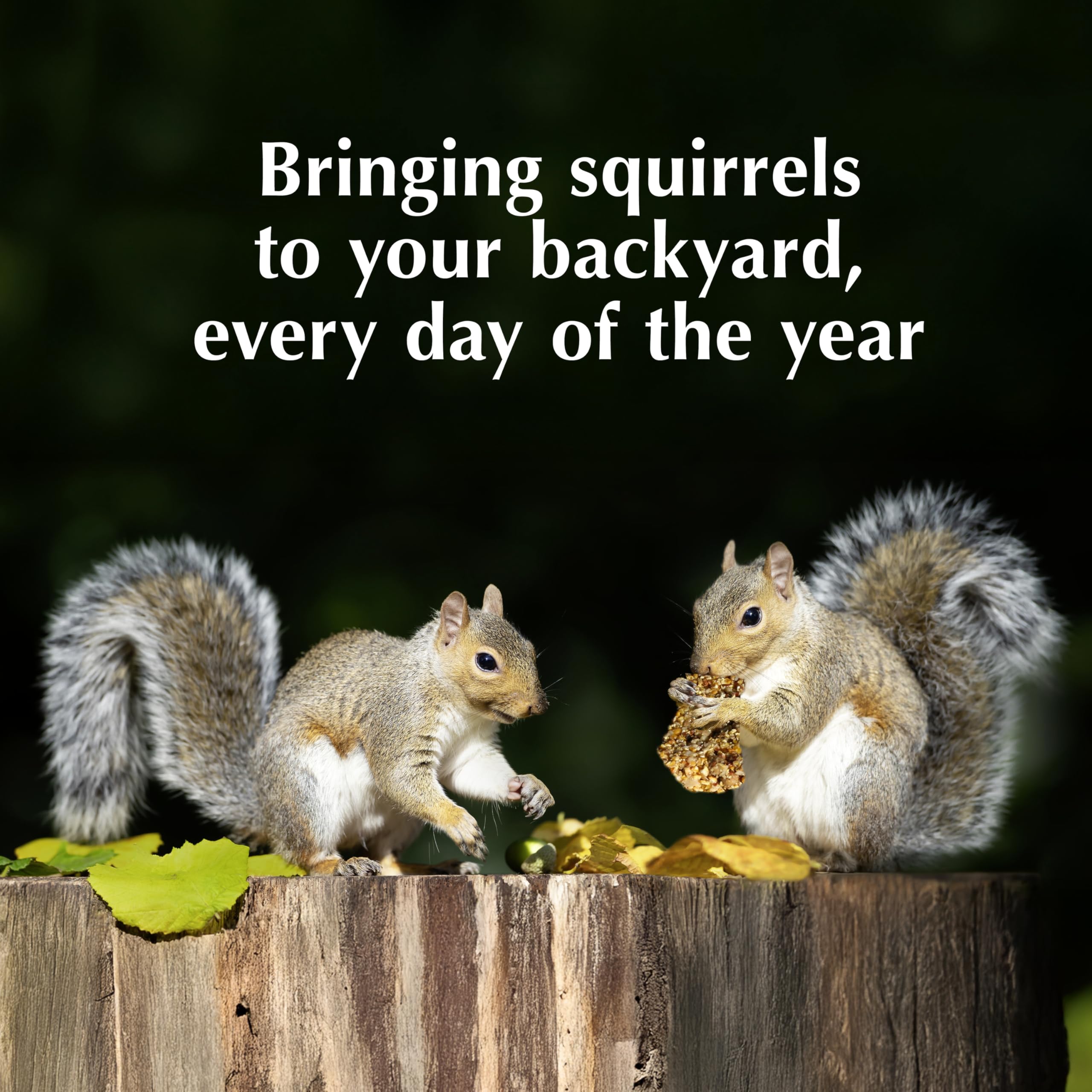 C&S Squirrel Snak, 6 Pack