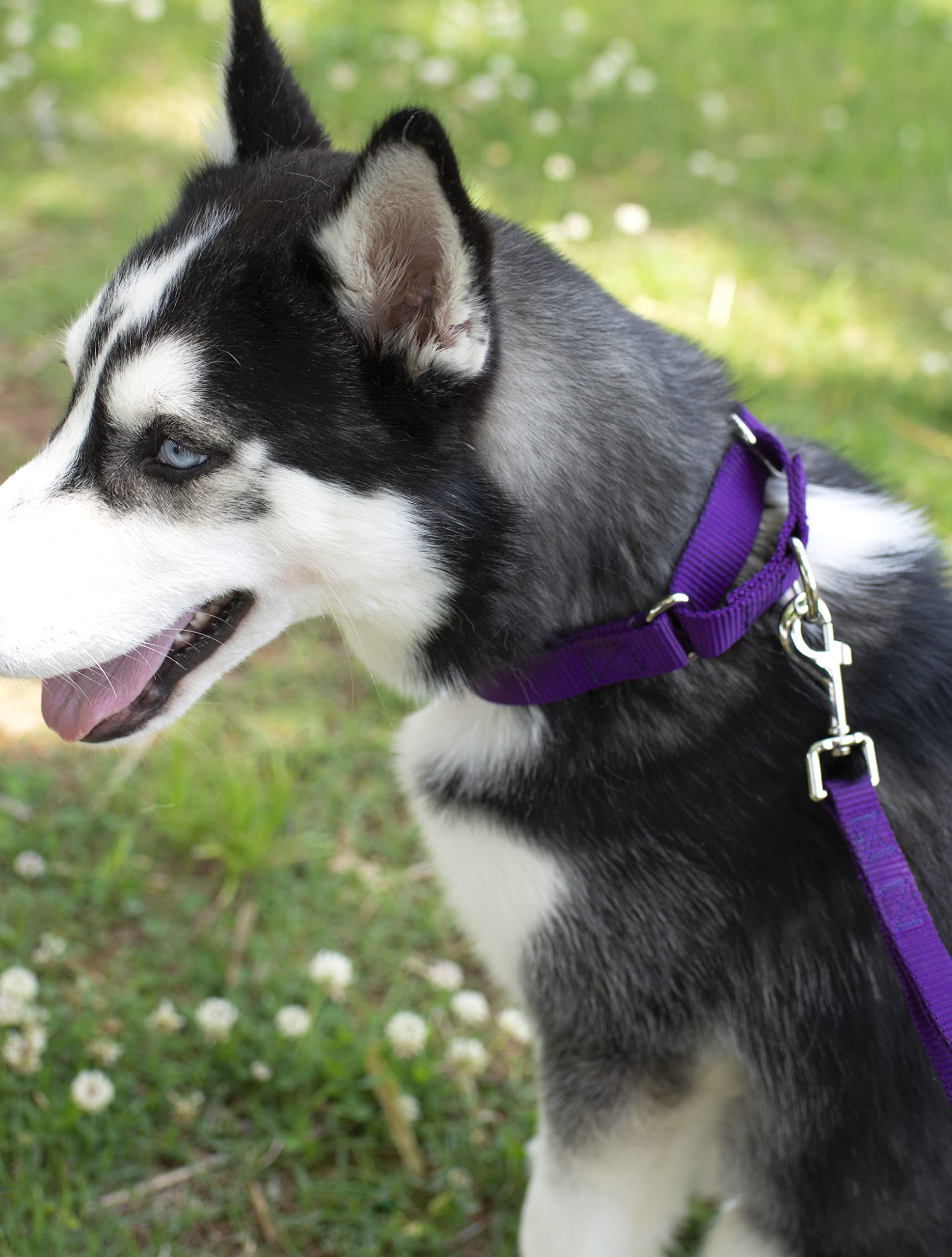 Country Brook Petz - Purple Martingale Heavy Duty Nylon Dog Collar - 21 Vibrant Color Options (3/8 Inch Width, Mini)