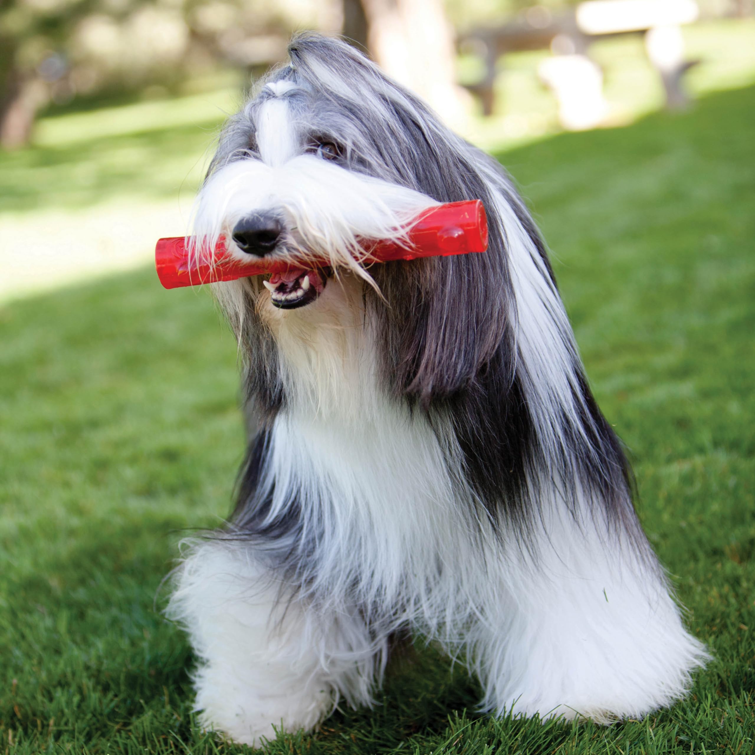 Kong Squeezz Ball Dog Toy, Large, Colors Vary