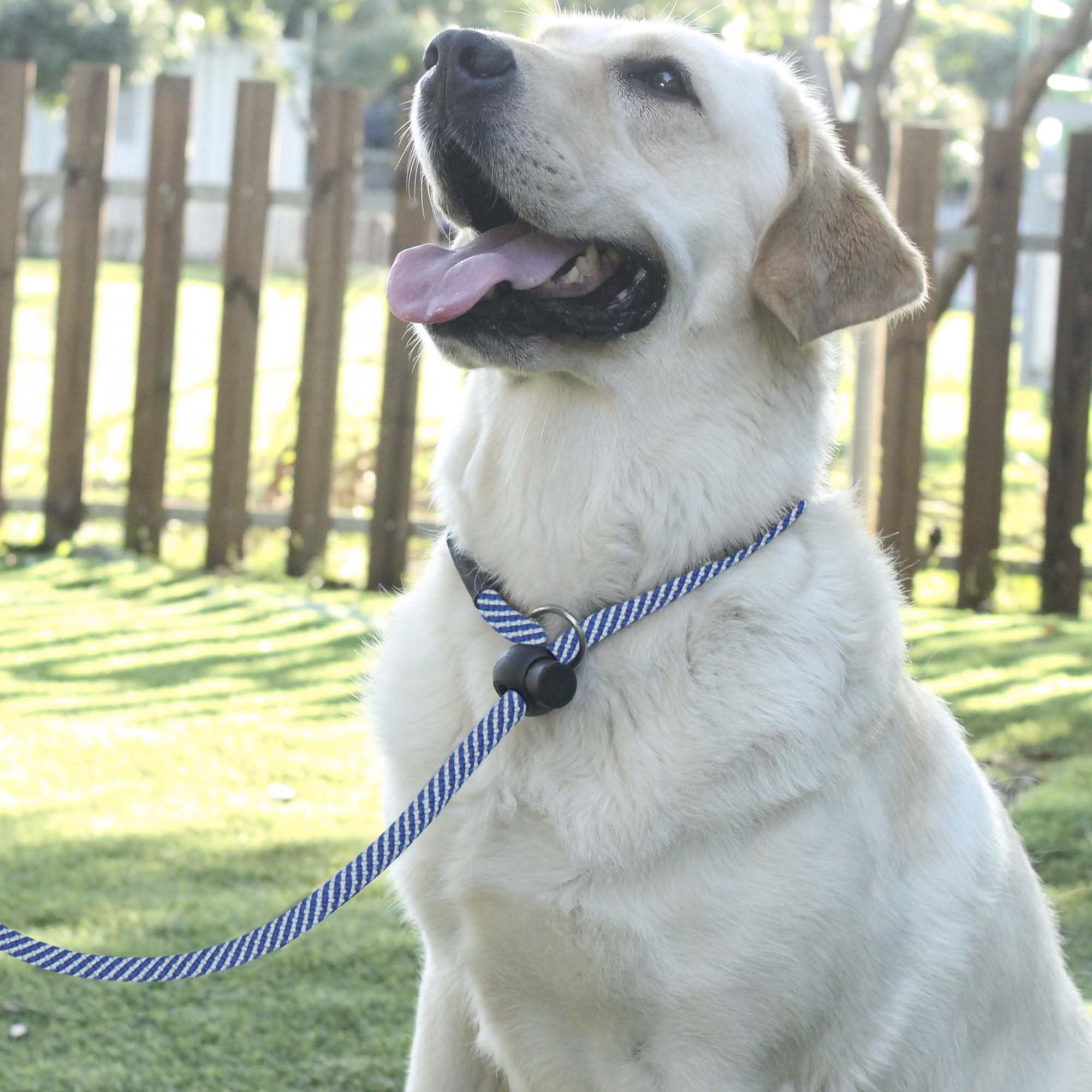 Hiado Slip Lead Dog Leash With Stopper Loop Rope Training No Pull For Small Medium Large Dogs 4Ft Blue White