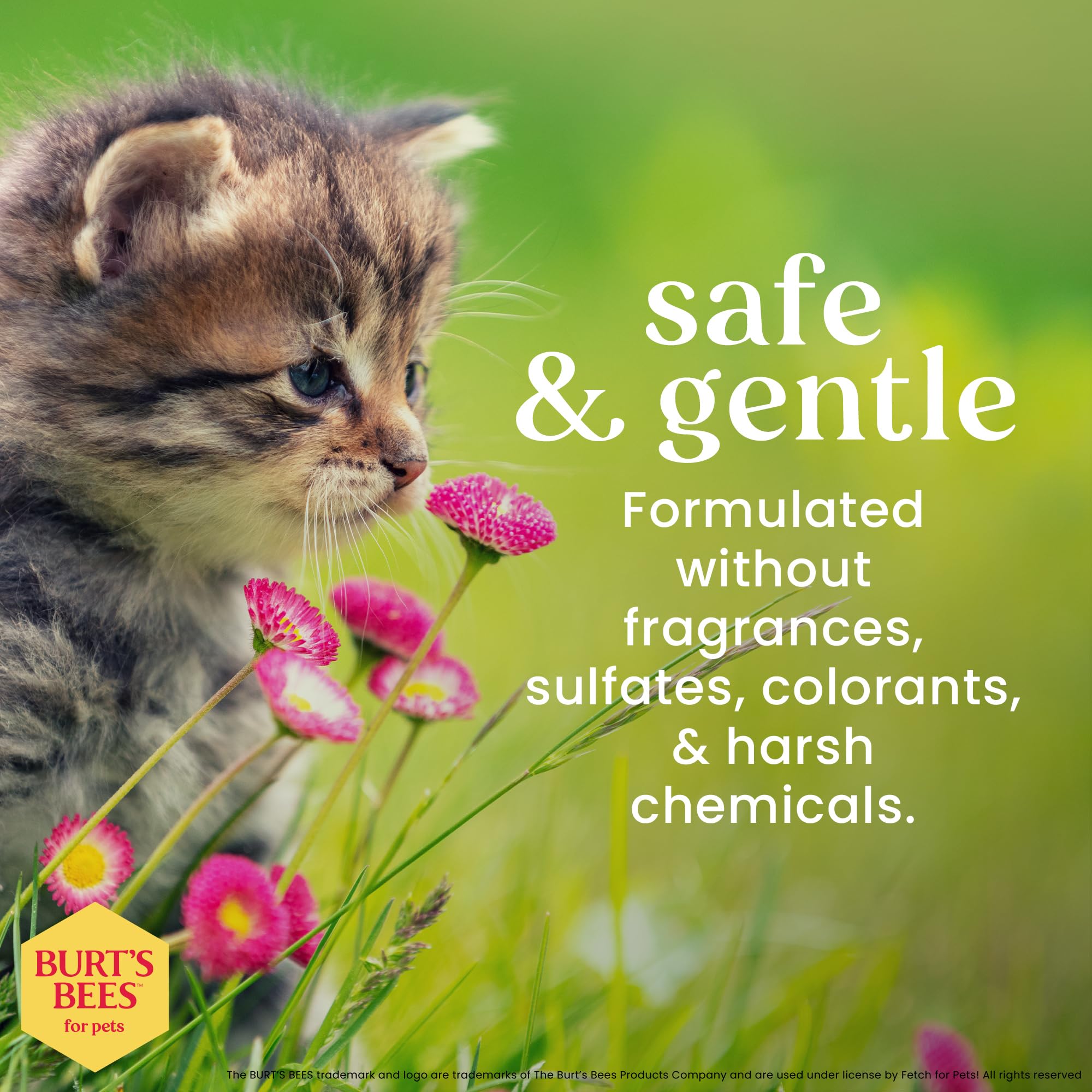 Burt'S Bees For Pets Tearless Kitten Shampoo With Buttermilk, 6Pk, 99.3% Natural Origin Formulas, Pet Shampoo For Cats, Gentle C