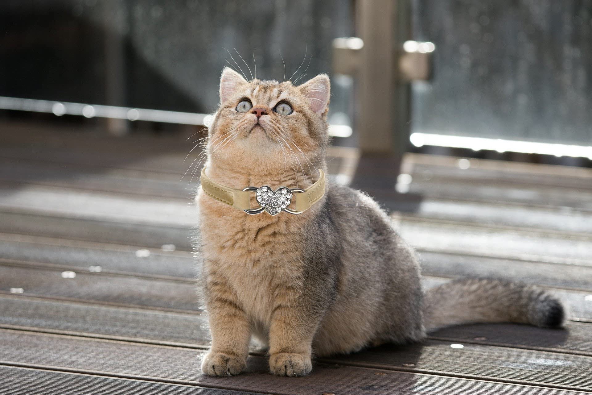 Wdpaws Heart Bling Cat Collar With Safety Belt And Bell Adjustable 8-10 Inches For Kitten Cats (Khaki)