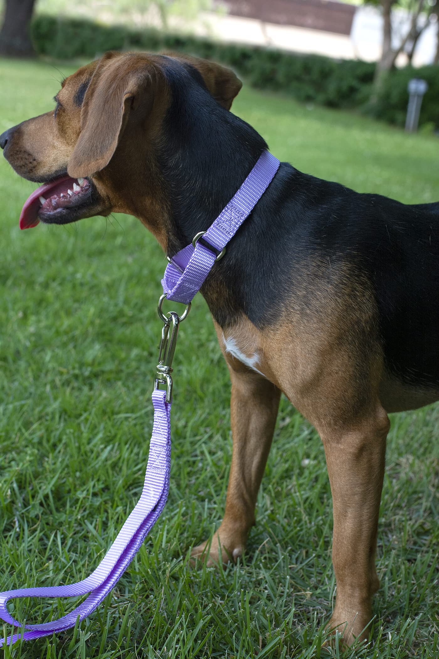 Country Brook Petz - Lavender Martingale Heavy Duty Nylon Dog Collar - 21 Vibrant Color Options (3/8 Inch Width, Mini)