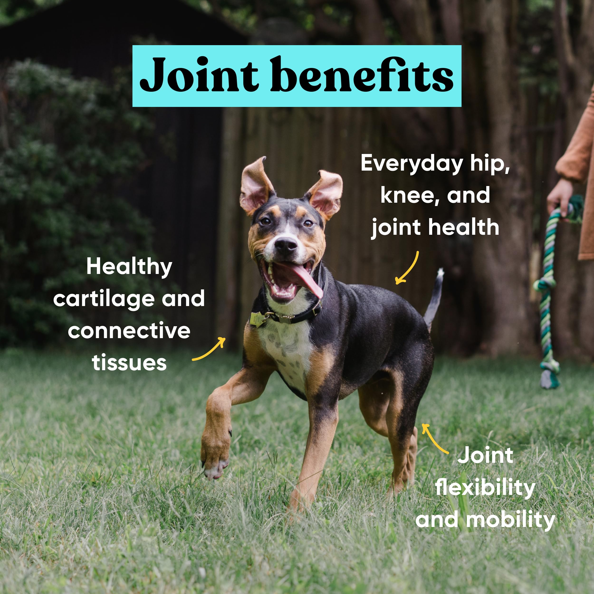 Embark Joint Supplement for Dogs - Glucosamine, Chondroitin, Hip and Joint Supplement, Supports Joint Health- Vet-Formulated wit