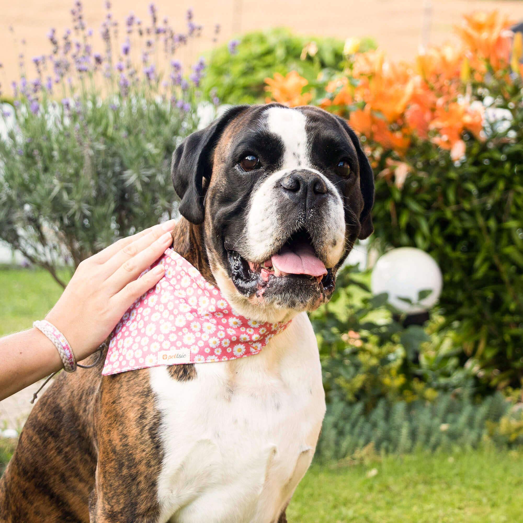 Pettsie Matching Dog Collar, Bandana, Friendship Bracelet, Durable Hemp, 3 Adjustable Sizes, Comfortable And Soft For Sensitive Skin, Carton Box, Strong D-Ring For Easy Leash Attachment, S, Pink