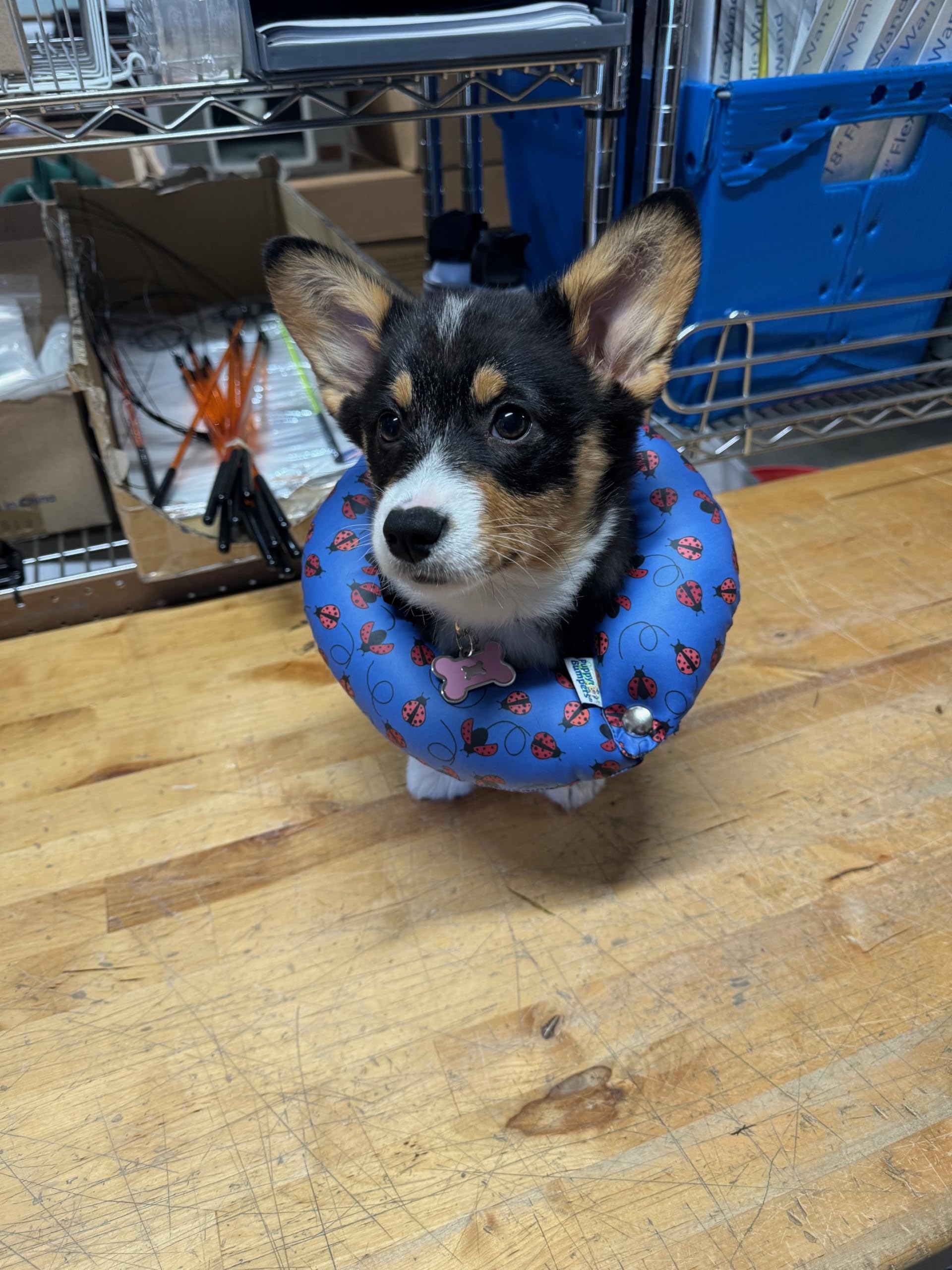 Puppy Bumpers Rainy Day (Water Resistant) Fly Away - Made In Usa Puppy Bumpers Stuffed Safety Fence Collar To Keep Your Pet Safe