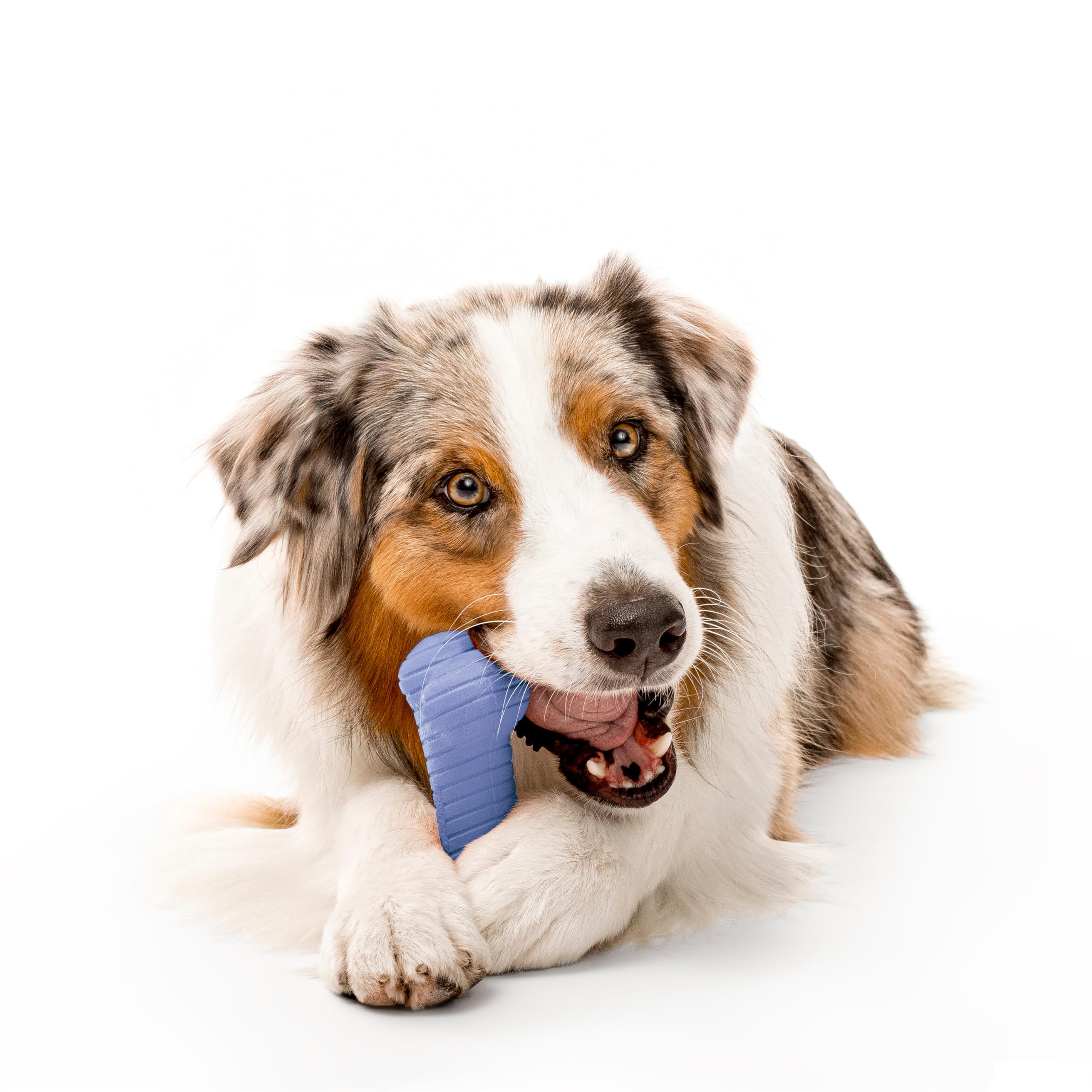 Playology Dog Toys | Dual Layer Bone Durable Chew Toy Bone for Dogs | Jumbo Blueberry Scented Toy - Easy to Clean and Made from