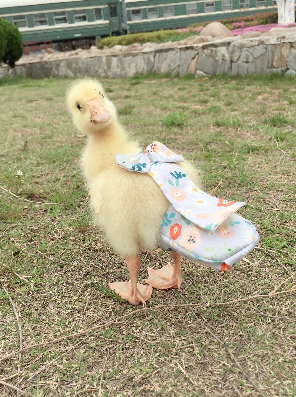 HEZHUO Poultry Diapers, Waterproof, Adjustable, Washable & Reusable - Duck, Chicken & Goose Supplies (2XL:450g-600g)
