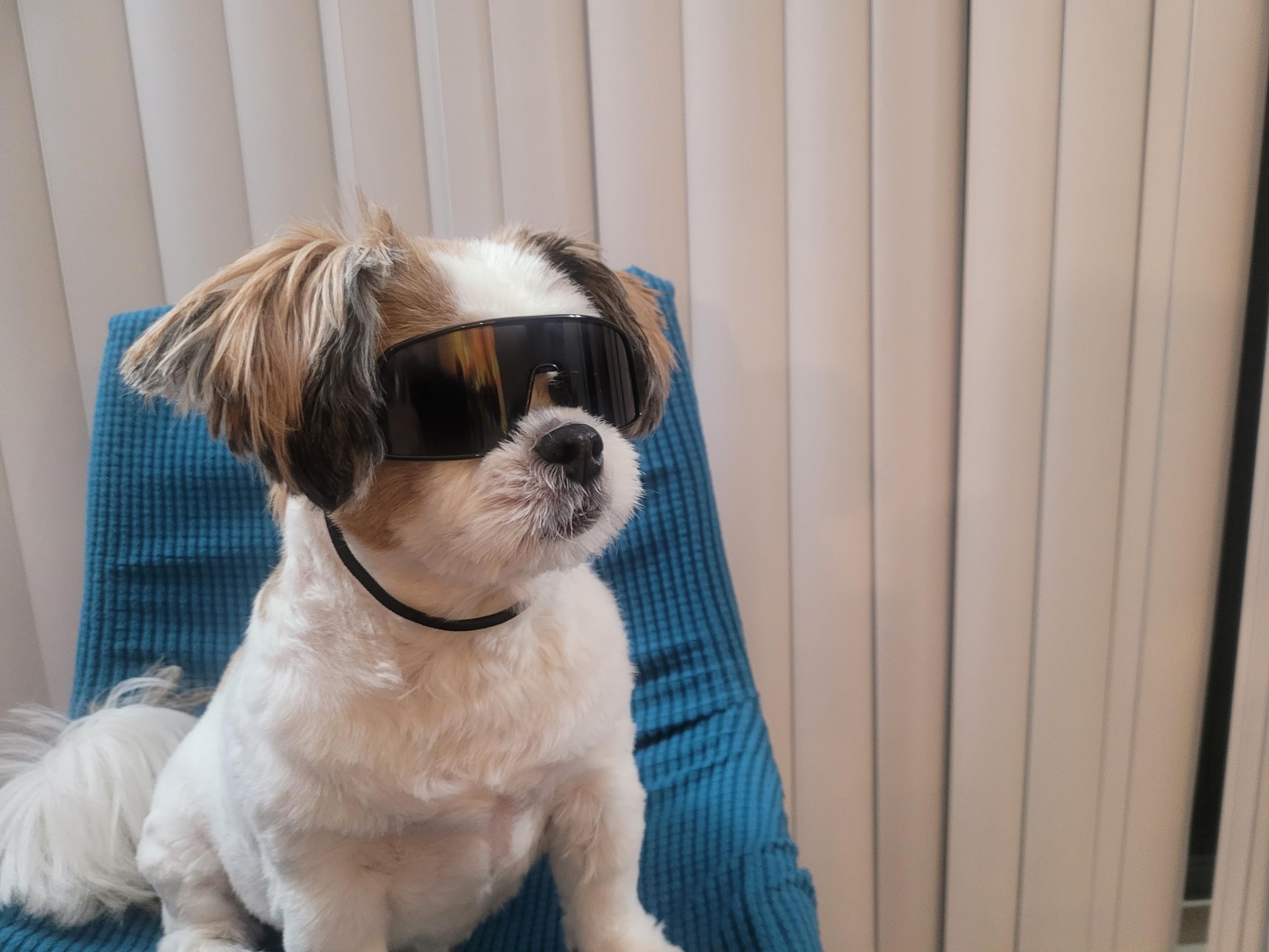 G029 Small Dog Breed 8-18Lbs Pet Puppy Cat Sports Turbo Sunglasses (Turbo Black)