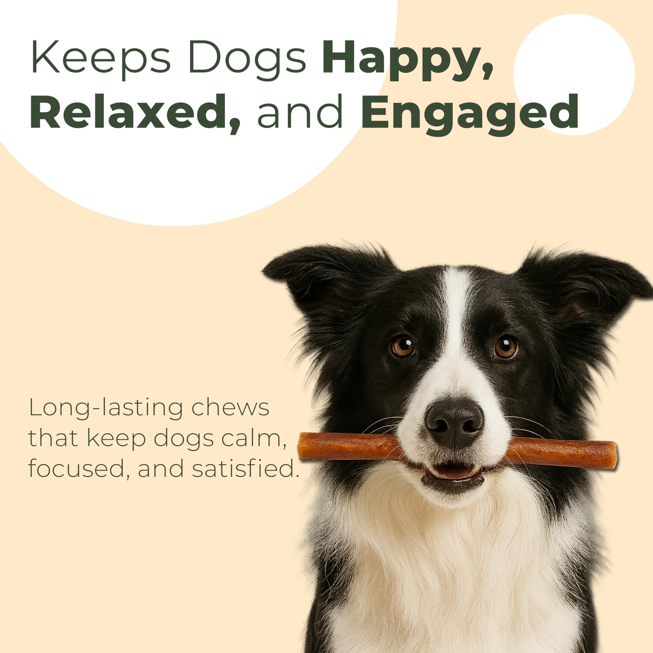 The Paw Collective Bully Stick Dog Treats - Odor Free, 6" Chew Sticks, 5 Pack, Natural Dental Chew, Free Range Grass Fed Beef