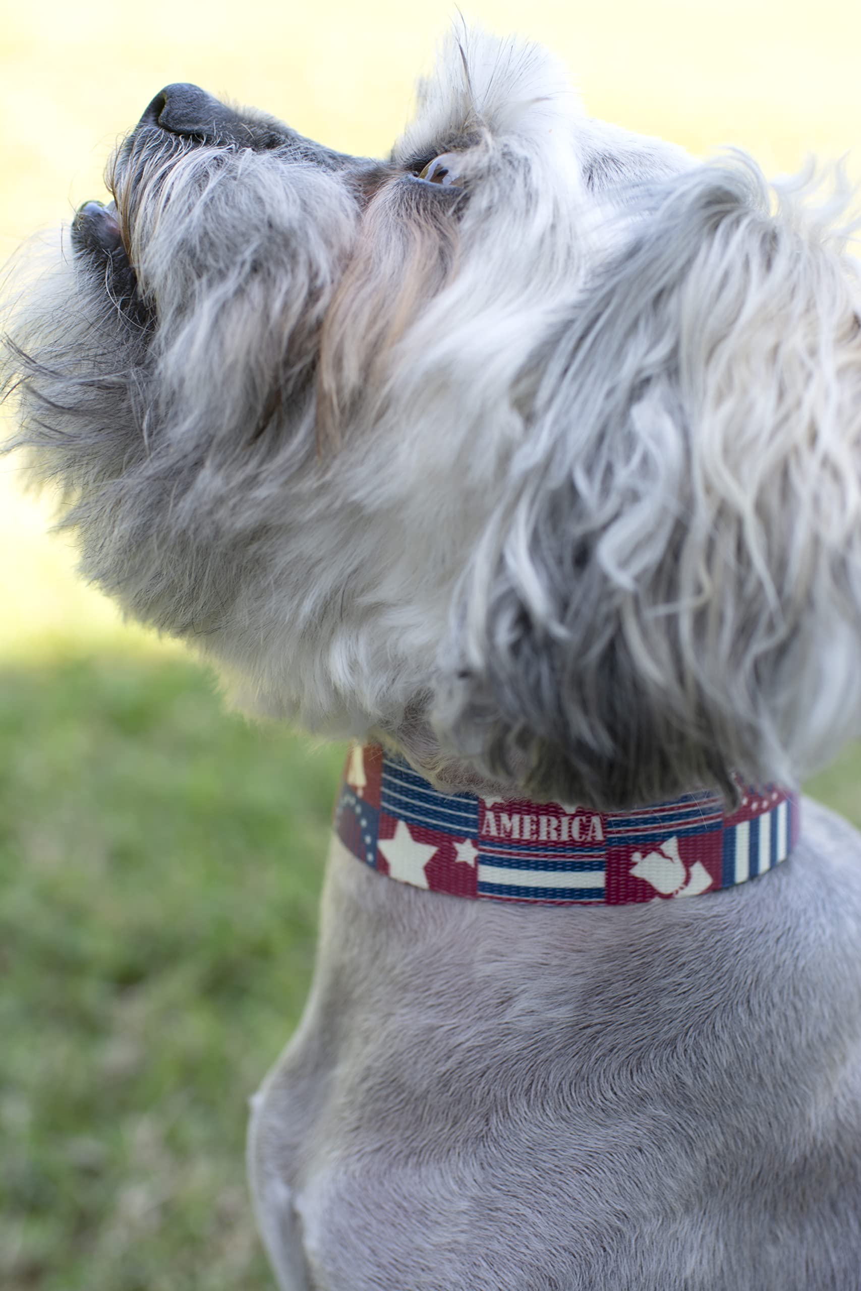 Country Brook Petz - Premium Spirit Of '76 Dog Collar - Americana Collection Featuring Patriotic Designs (1 Inch, Medium)