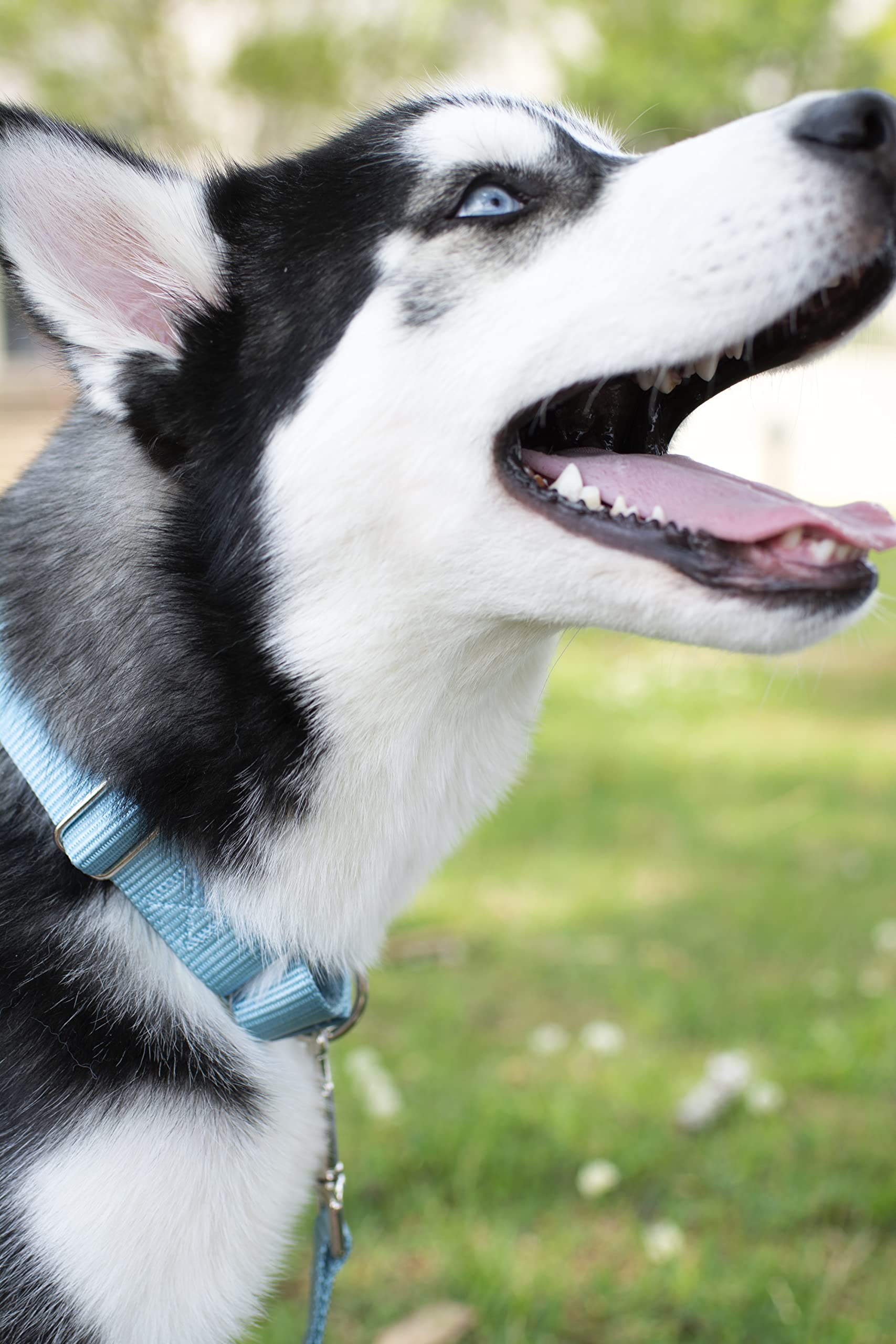 Country Brook Petz - Ocean Blue Martingale Heavy Duty Nylon Dog Collar - 21 Vibrant Color Options (3/8 Inch Width, Micro)