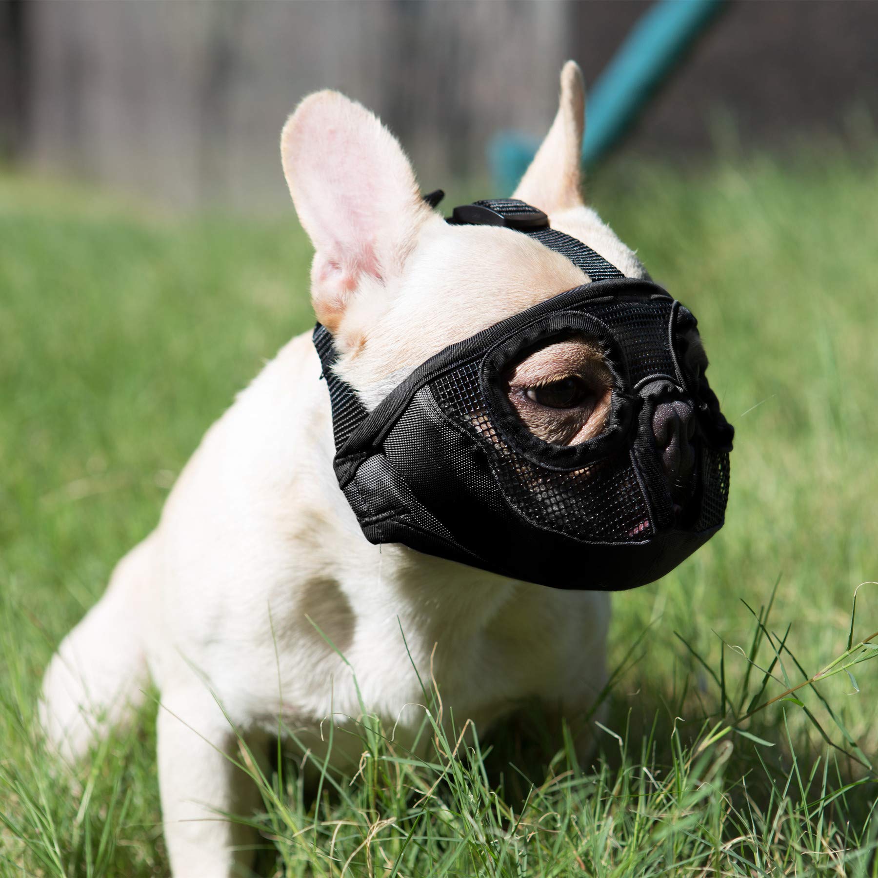 Jyhy Short Snout Dog Muzzle- Adjustable Breathable Mesh Bulldog Muzzle For Biting Chewing Licking Grooming Dog Mask,Black M