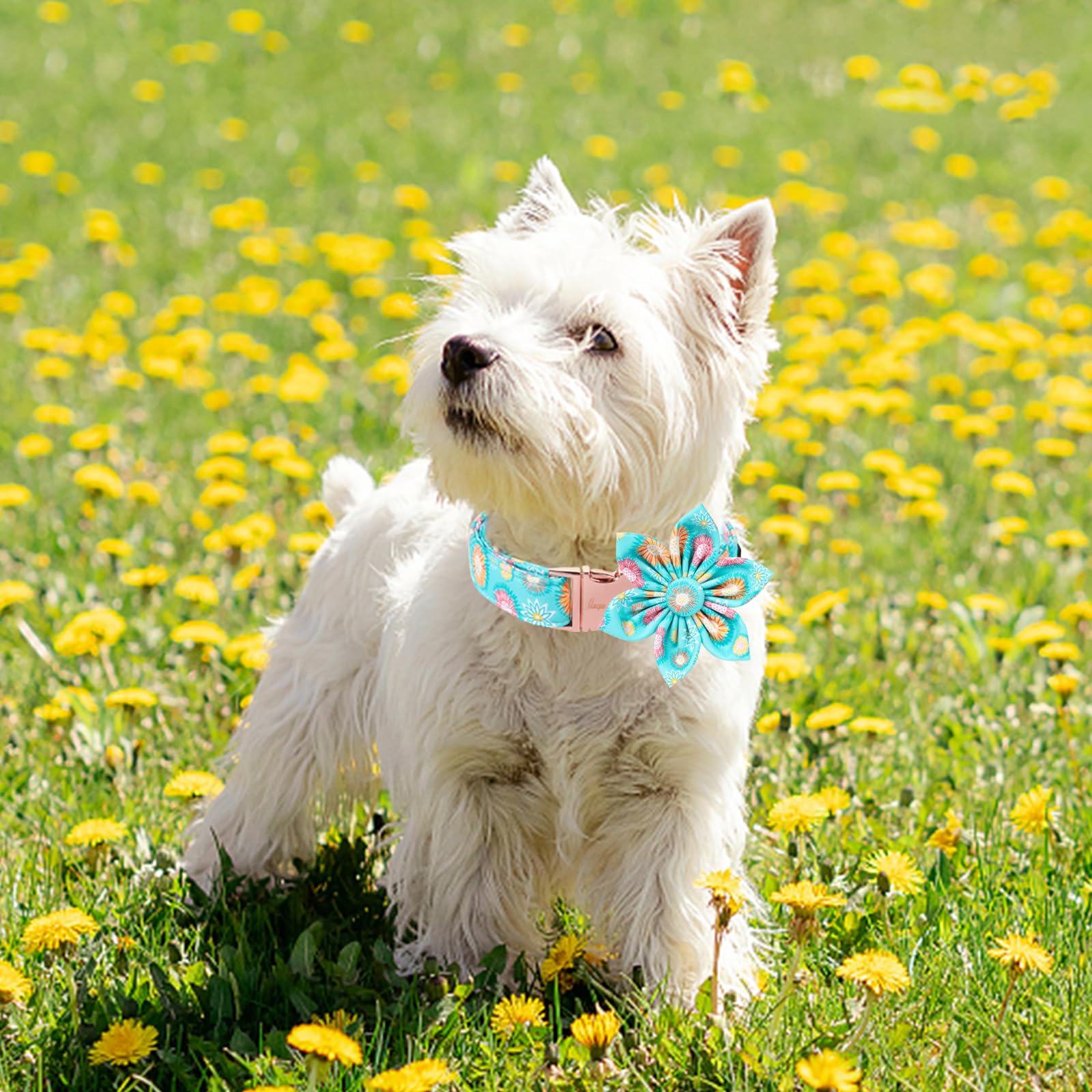 Unique Style Paws Summer Dog Collar With Floral Bow,Sunflower Bow Tie Puppy Collars, Cute Blue Dog Bows Collar For Small,Medium,