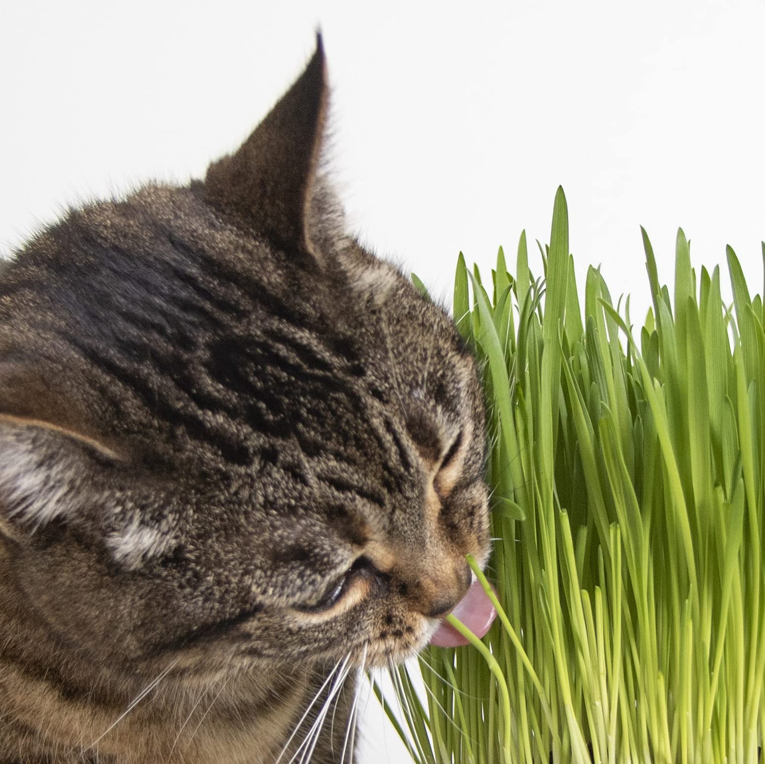 SmartyKat Sweet Greens Cat Grass Seed Grow Kit - 1 Ounce
